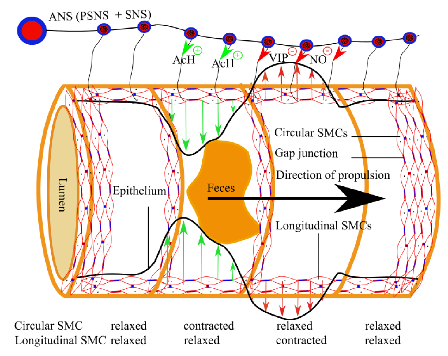 Biomechanics 02 00013 g008