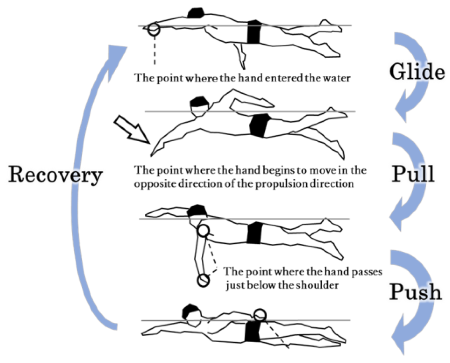 Biomechanics | Free Full-Text | Relationship between Swimming Velocity and  Trunk Twist Motion in Short-Distance Crawl Swimming
