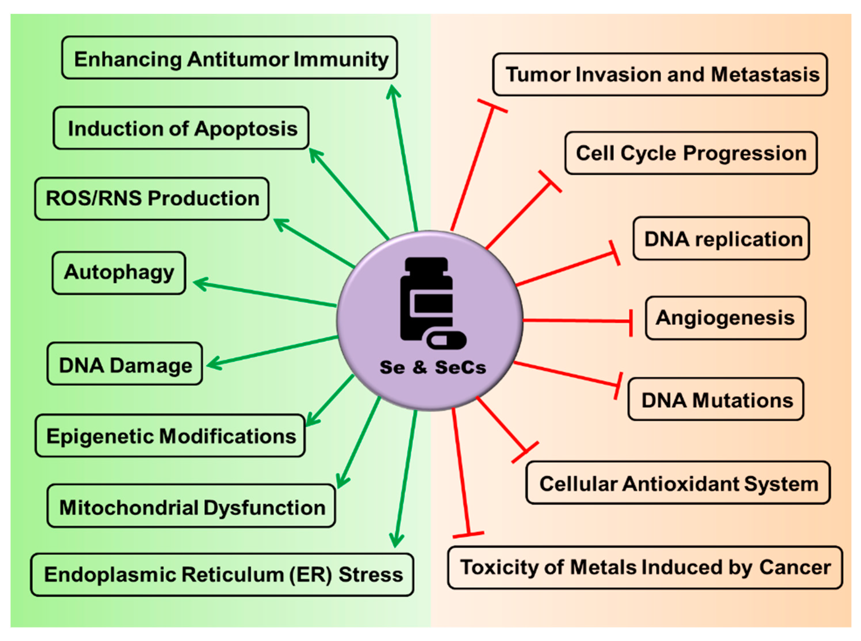 Biomed 02 00025 g004