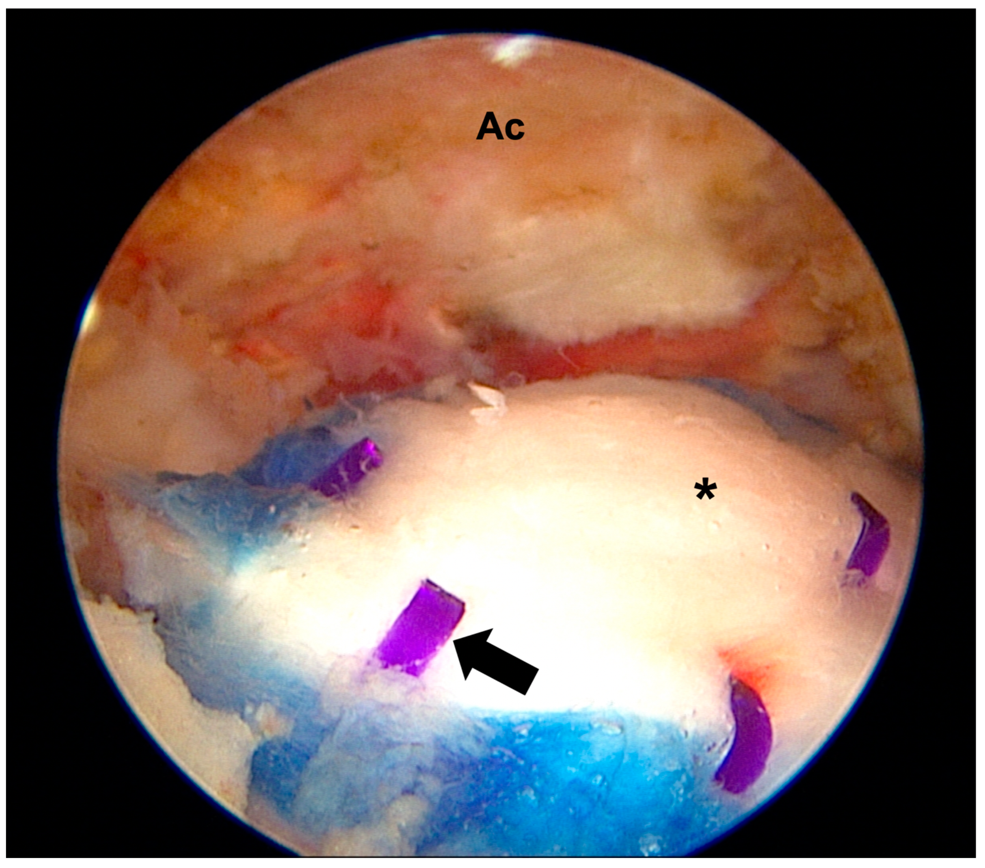 Biomed 04 00020 g003