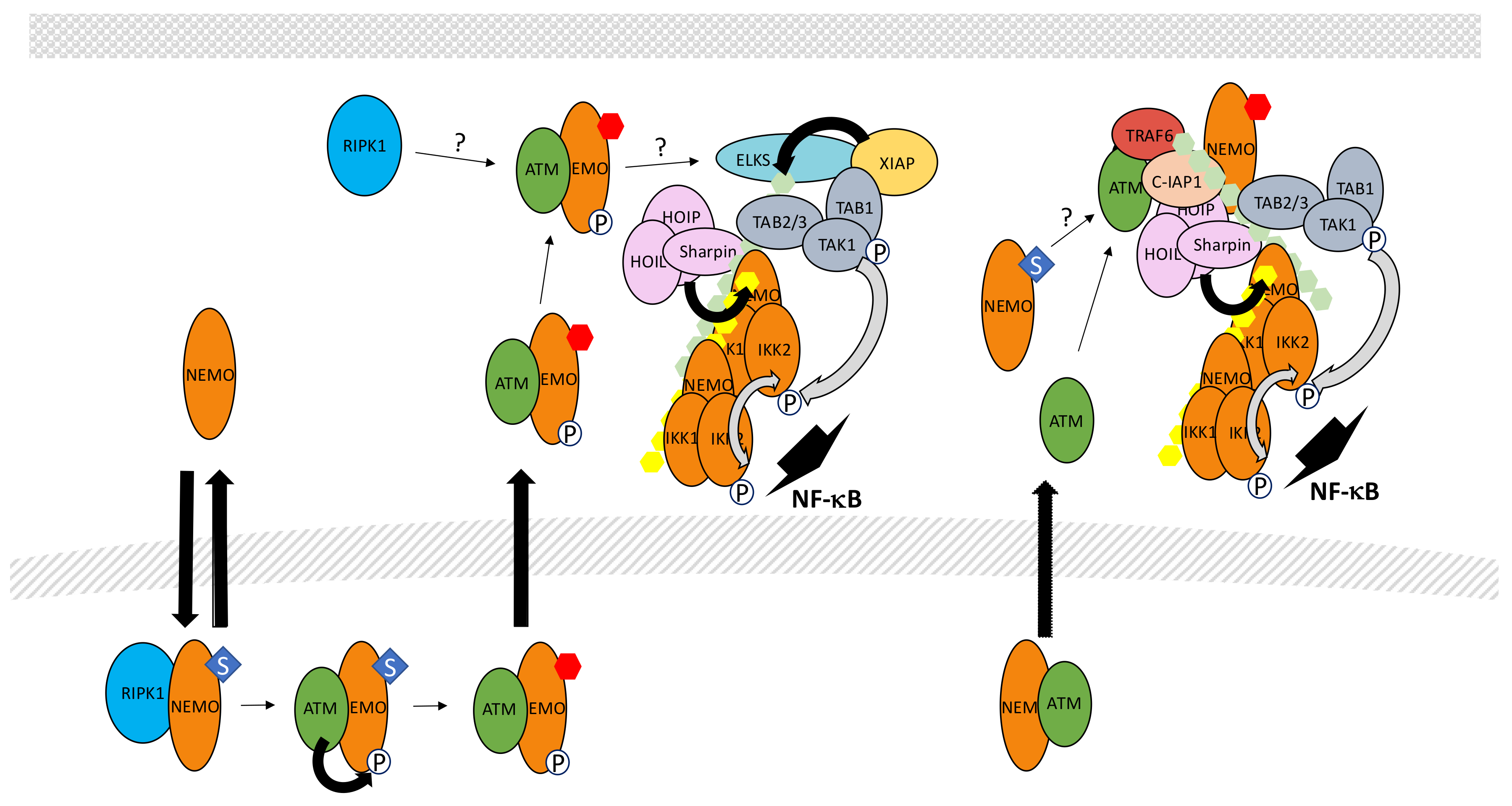 Biomedicines Free Full Text The Many Roles Of Ubiquitin In Nf Kb Signaling Html