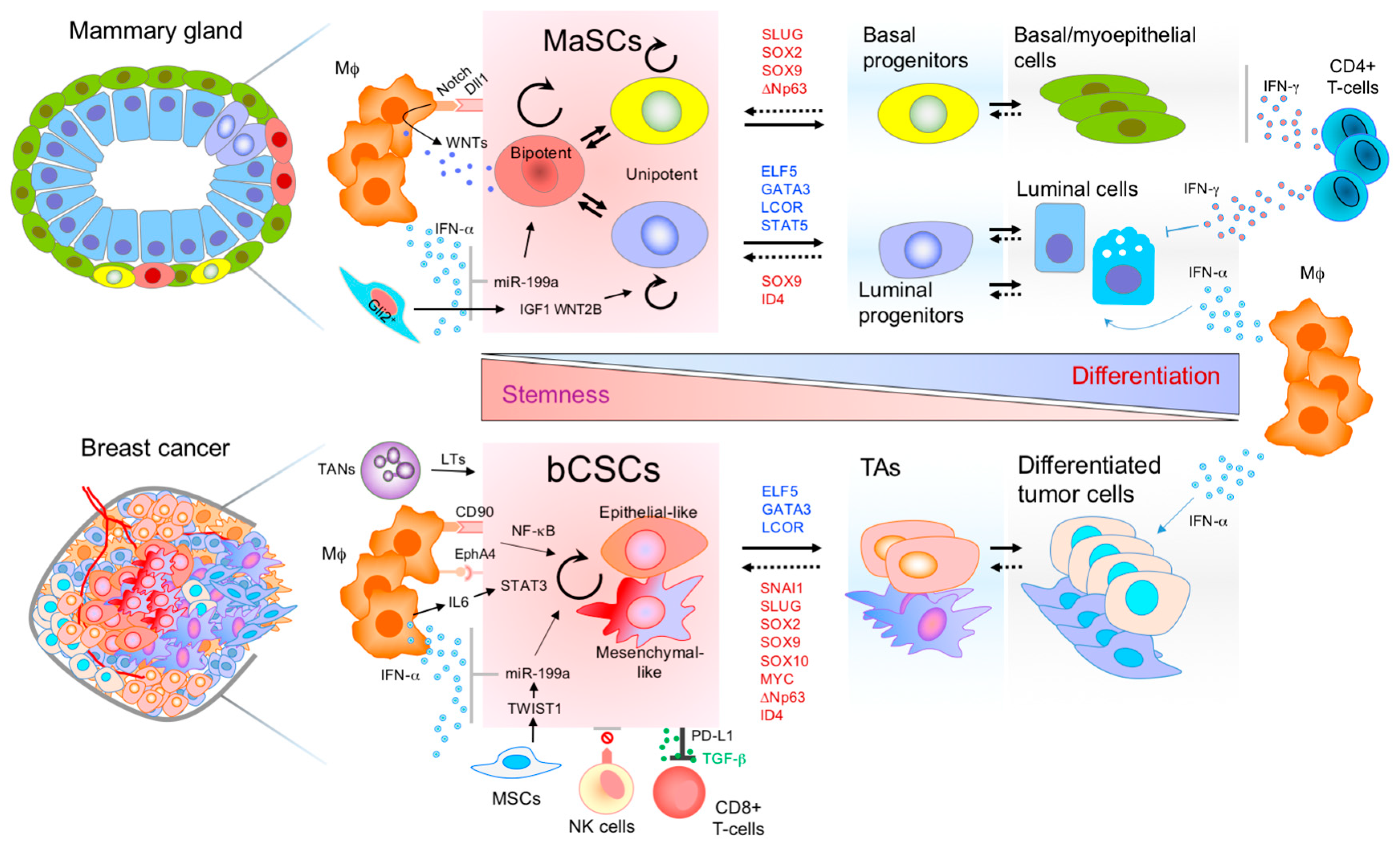 Biomedicines | Free Full-Text | Mammary Stem Cells and Breast Cancer Stem  Cells: Molecular Connections and Clinical Implications | HTML