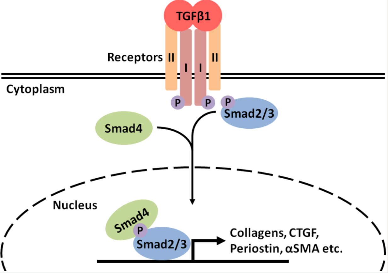 Biomedicines Free Full Text Targeting Tgfb Signaling To Address Fibrosis Using Antisense Oligonucleotides Html