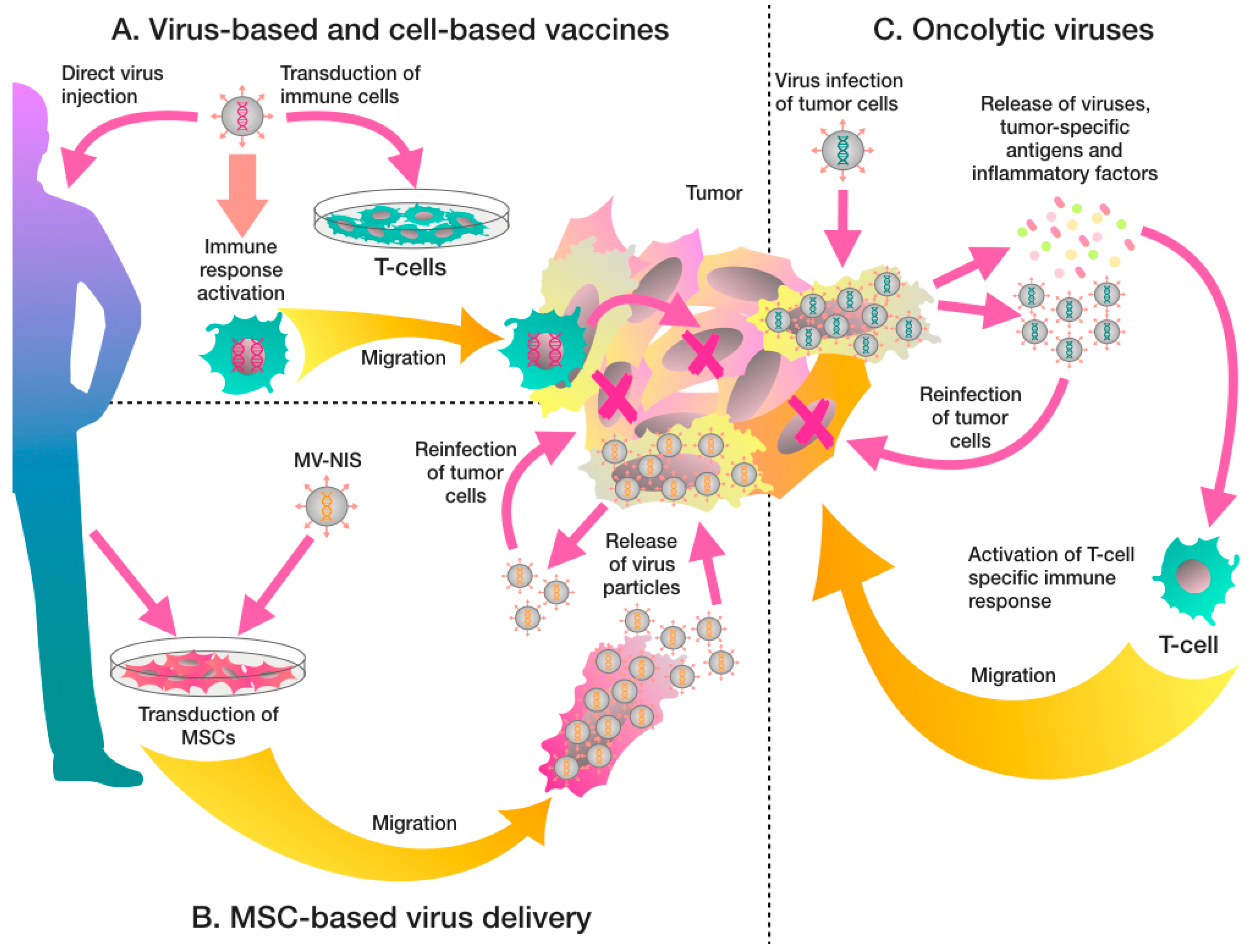 Biomedicines | Free Full-Text | Recombinant Viruses for Cancer Therapy