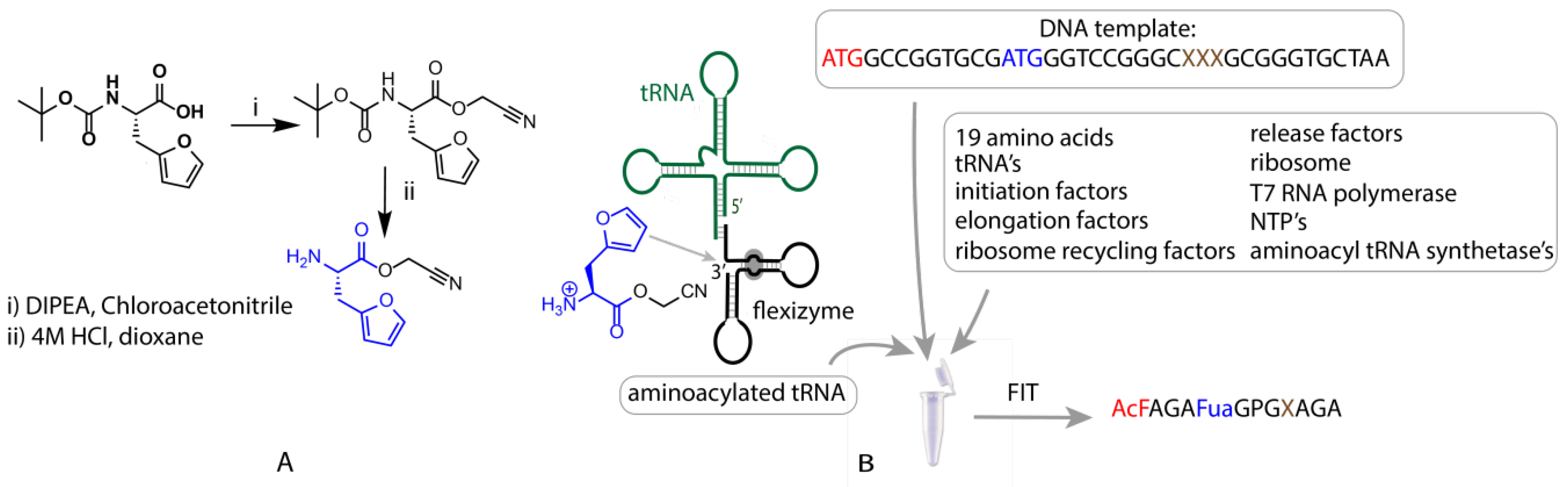Biomedicines 06 00099 g002