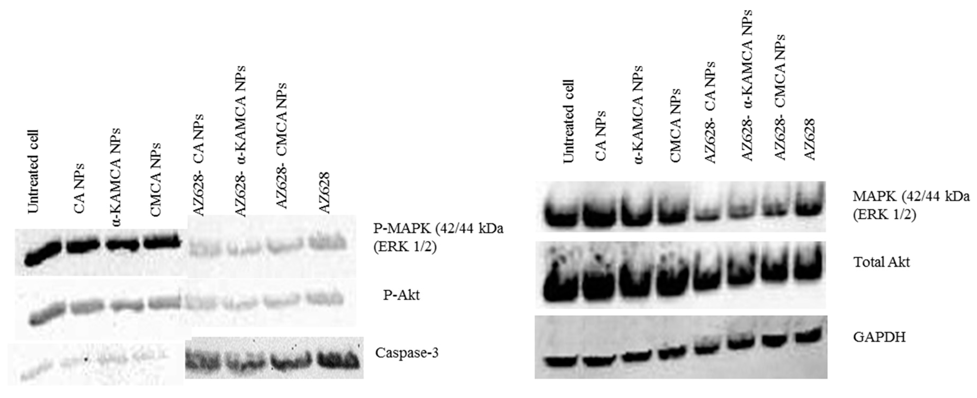 Biomedicines Free Full Text A Ketoglutaric Acid Modified Carbonate Apatite Enhances Cellular Uptake And Cytotoxicity Of A Raf Kinase Inhibitor In Breast Cancer Cells Through Inhibition Of Mapk And Pi 3 Kinase Pathways Html