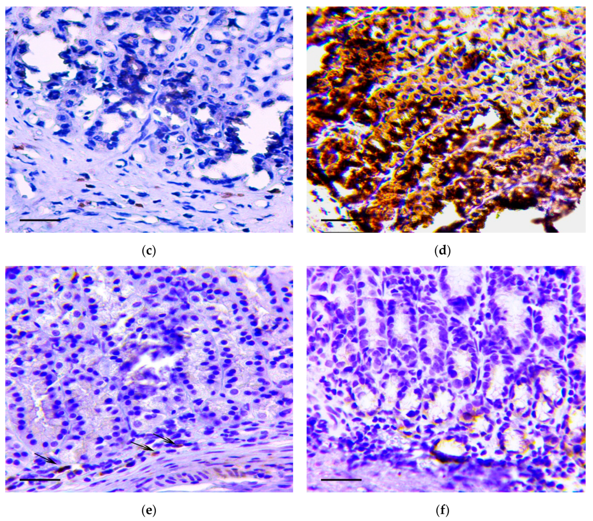 Biomedicines 07 00021 g002b Biomedicines 07 00021 g002b