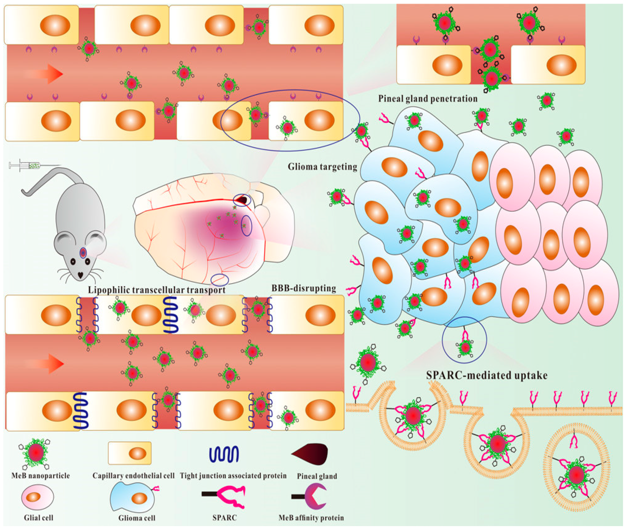 Biomedicines Free Full Text Multifunctional Polymeric Nanoplatforms For Brain Diseases Diagnosis Therapy And Theranostics Html