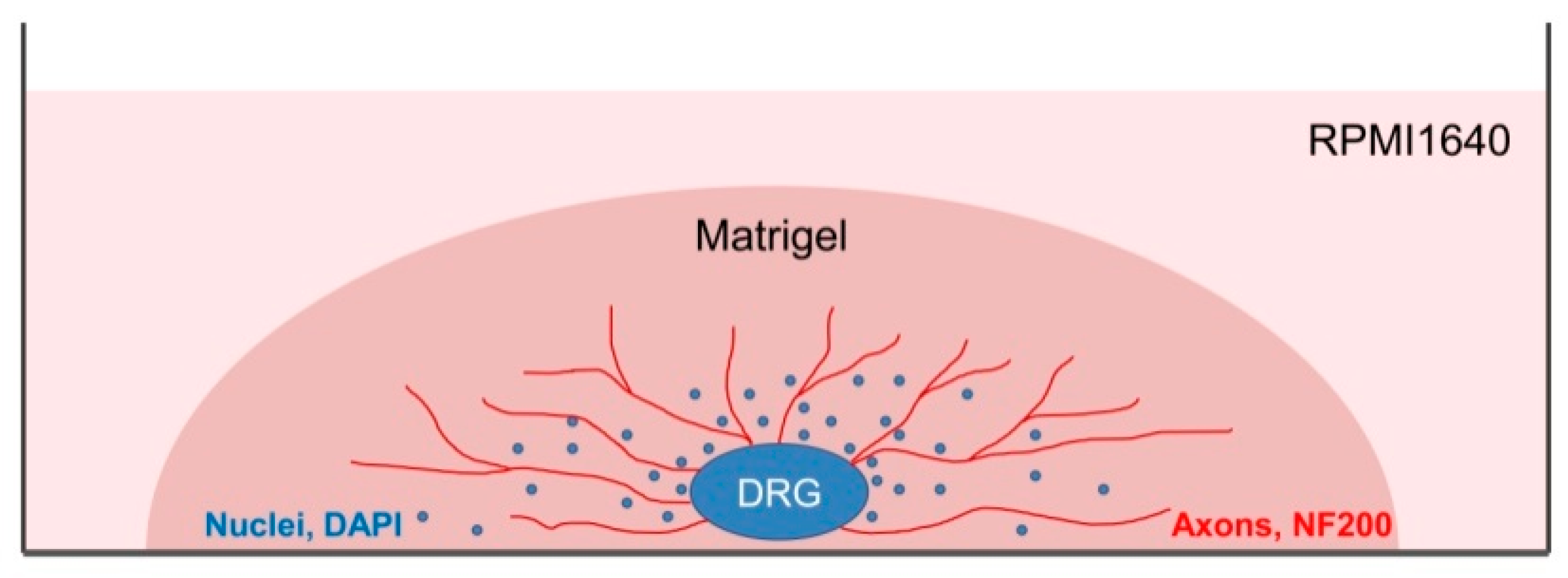 Biomedicines 08 00049 g003 Biomedicines 08 00049 g003