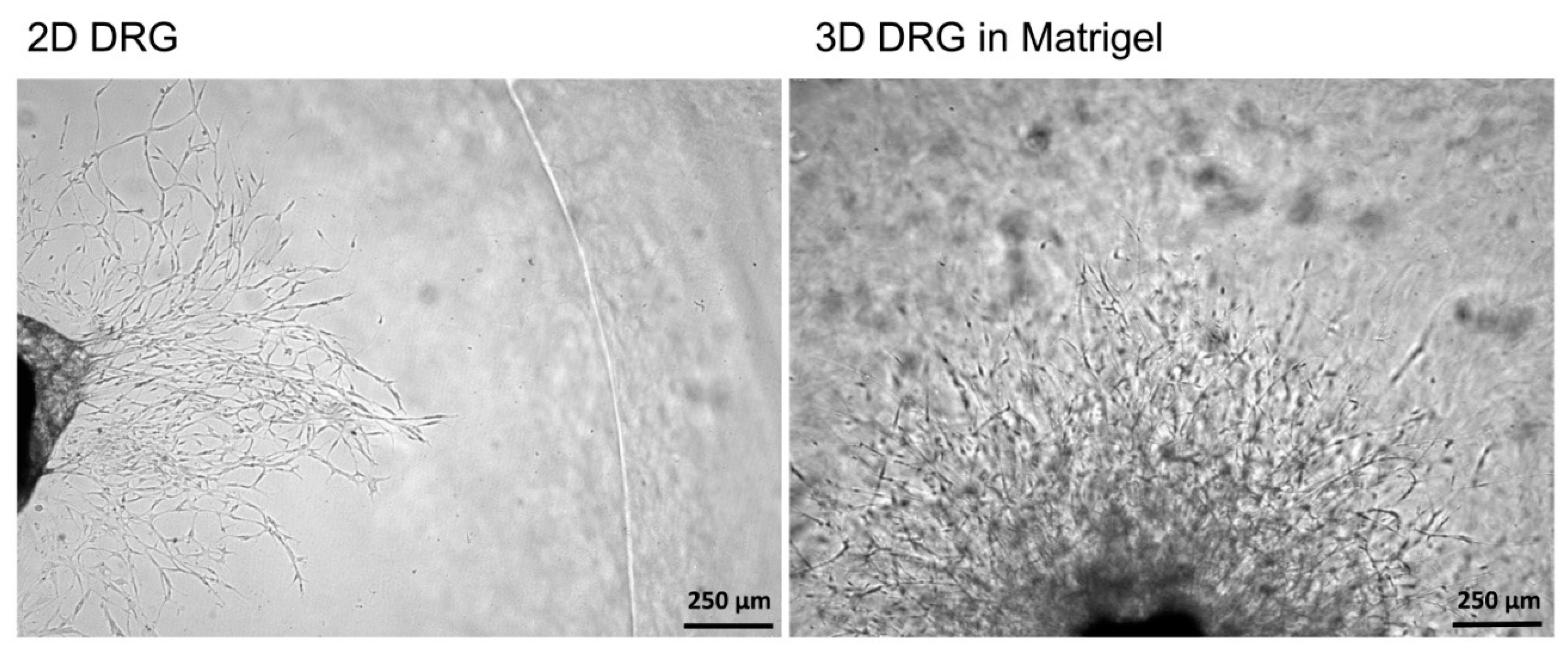 Biomedicines 08 00049 g004 Biomedicines 08 00049 g004