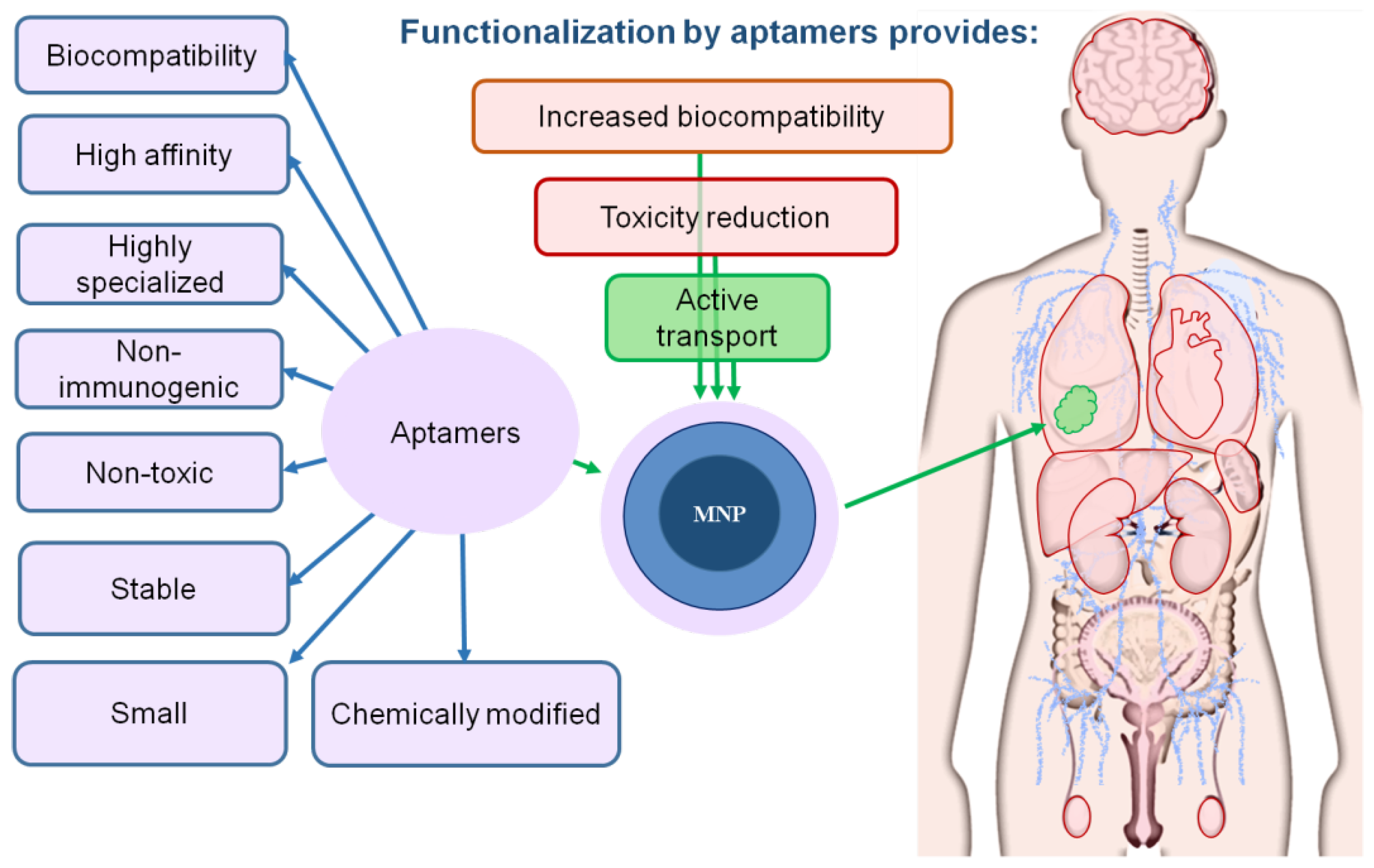 Biomedicines Free Full Text Aptamers Increase Biocompatibility And Reduce The Toxicity Of Magnetic Nanoparticles Used In Biomedicine Html