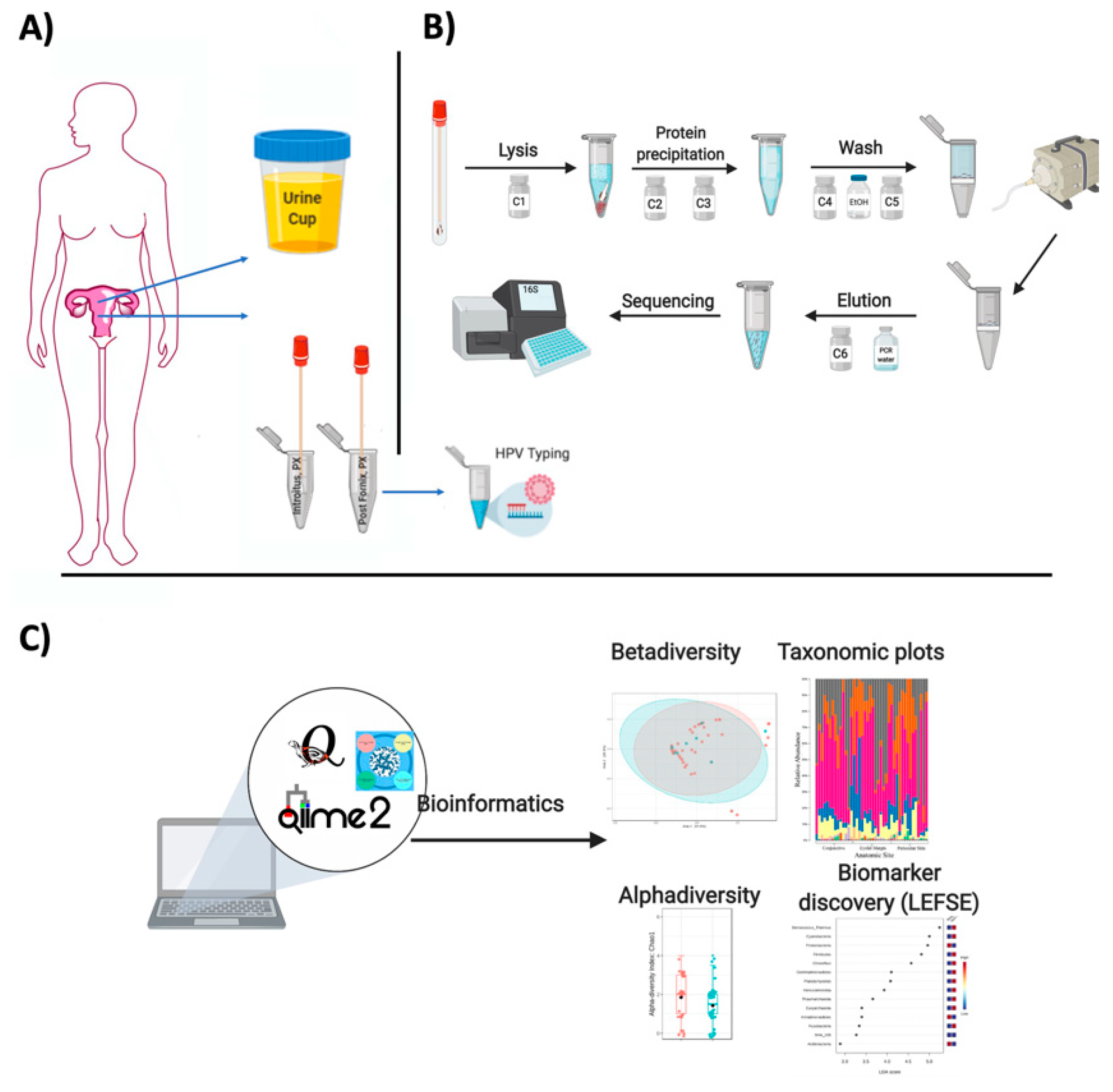 Biomedicines | Free Full-Text | A Protocol for the Multi-Omic Integration  of Cervical Microbiota and Urine Metabolomics to Understand Human  Papillomavirus (HPV)-Driven Dysbiosis