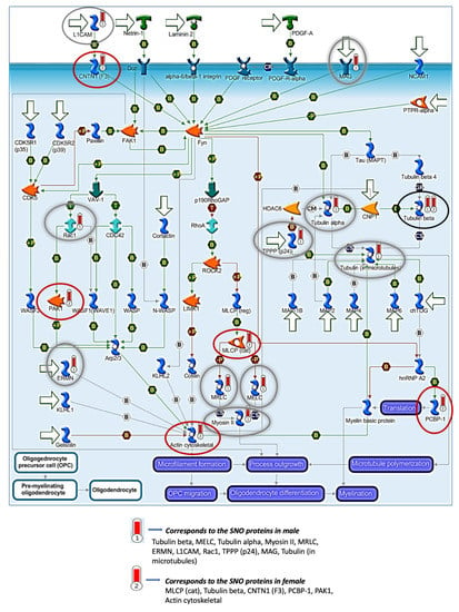 Biomedicines Free Full Text Sex Differences In Biological Processes