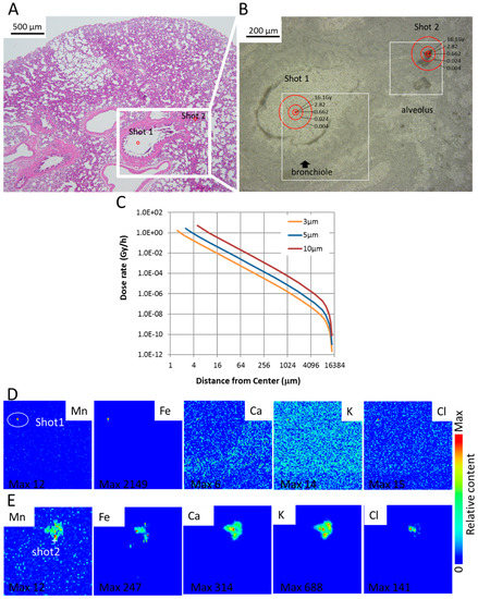 Biomedicines | Free Full-Text | Impact of Local High Doses of Radiation by  Neutron Activated Mn Dioxide Powder in Rat Lungs: Protracted Pathologic  Damage Initiated by Internal Exposure | HTML