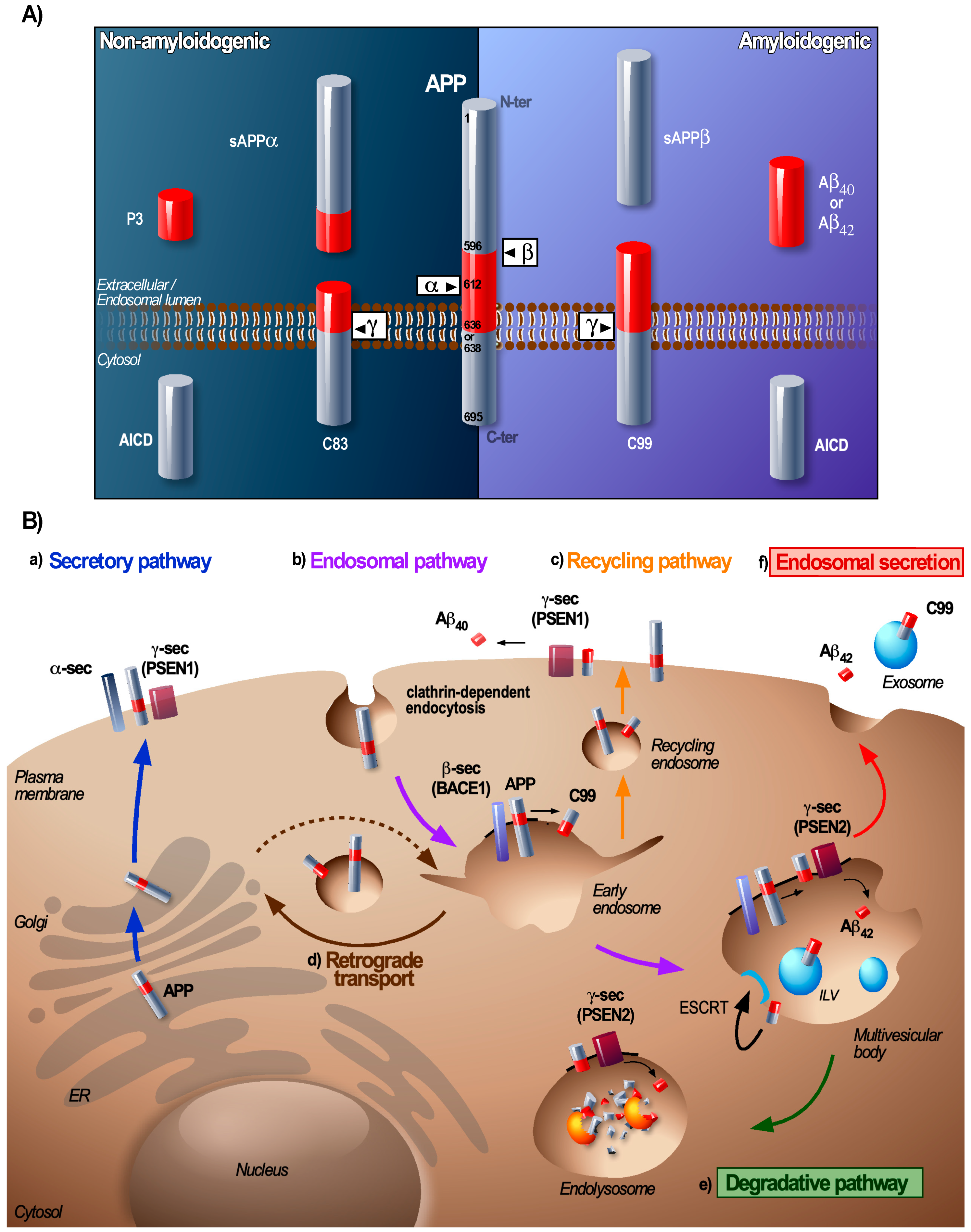 Biomedicines | Free Full-Text | Transmissible Endosomal Intoxication: A  Balance between Exosomes and Lysosomes at the Basis of Intercellular  Amyloid Propagation