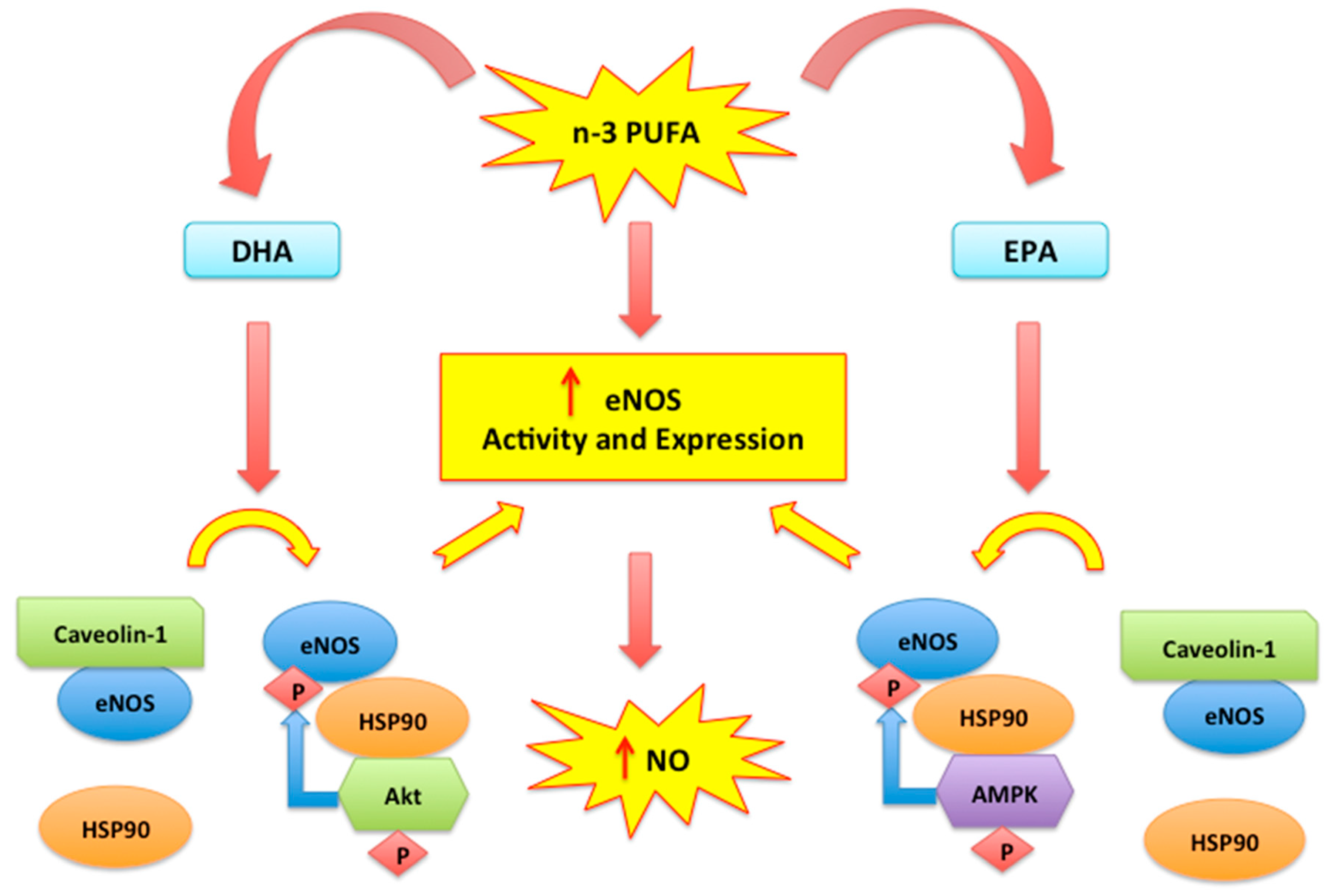 Biomedicines | Free Full-Text | The Anti-Inflammatory and Antioxidant  Properties of n-3 PUFAs: Their Role in Cardiovascular Protection