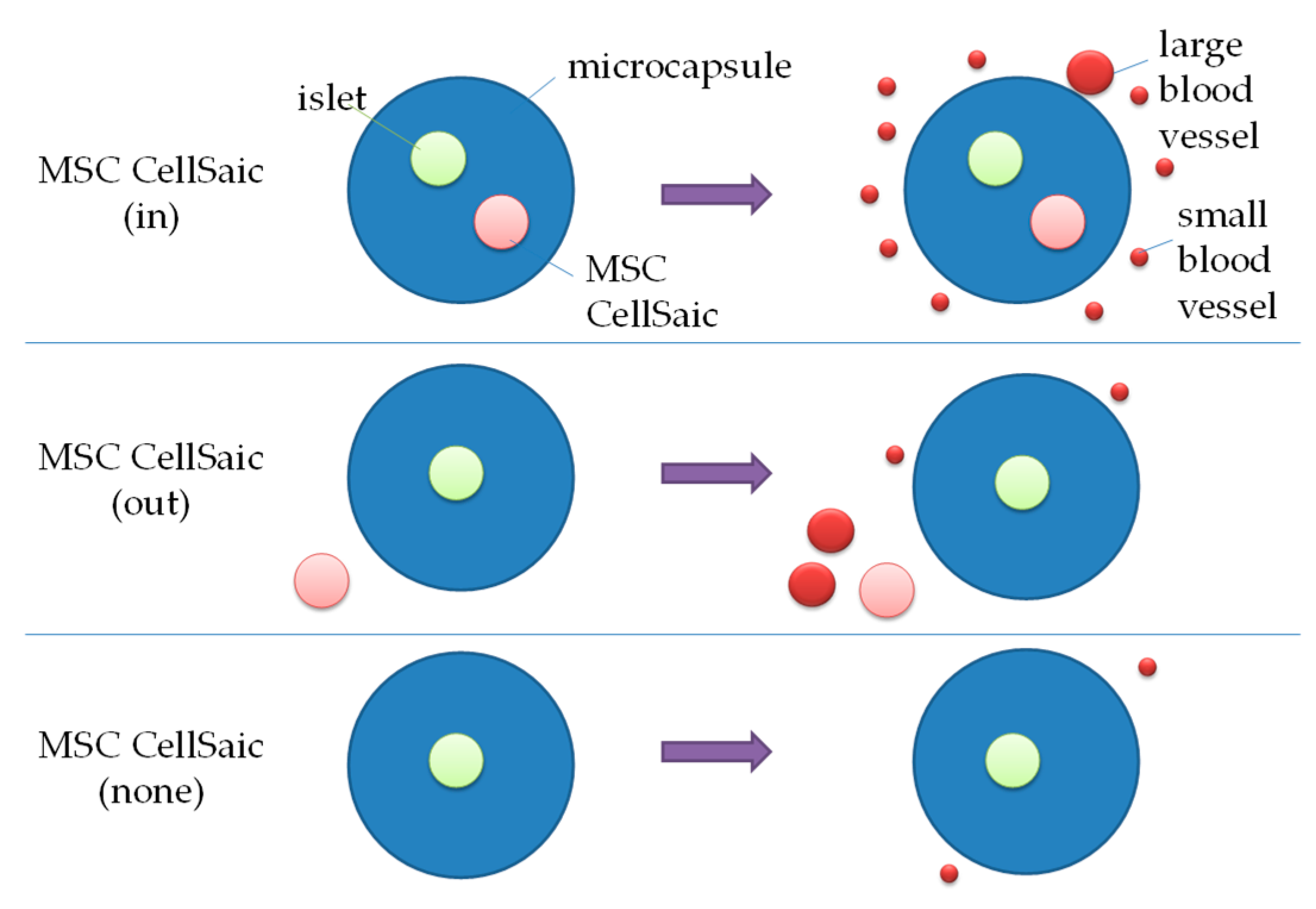 Biomedicines 08 00318 g006
