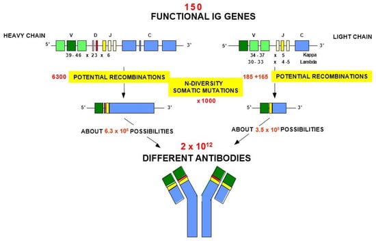 Biomedicines | Free Full-Text | Immunoglobulins or Antibodies: IMGT®  Bridging Genes, Structures and Functions | HTML
