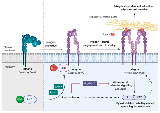 Biomedicines | Free Full-Text | The Role of Ras-Associated Protein