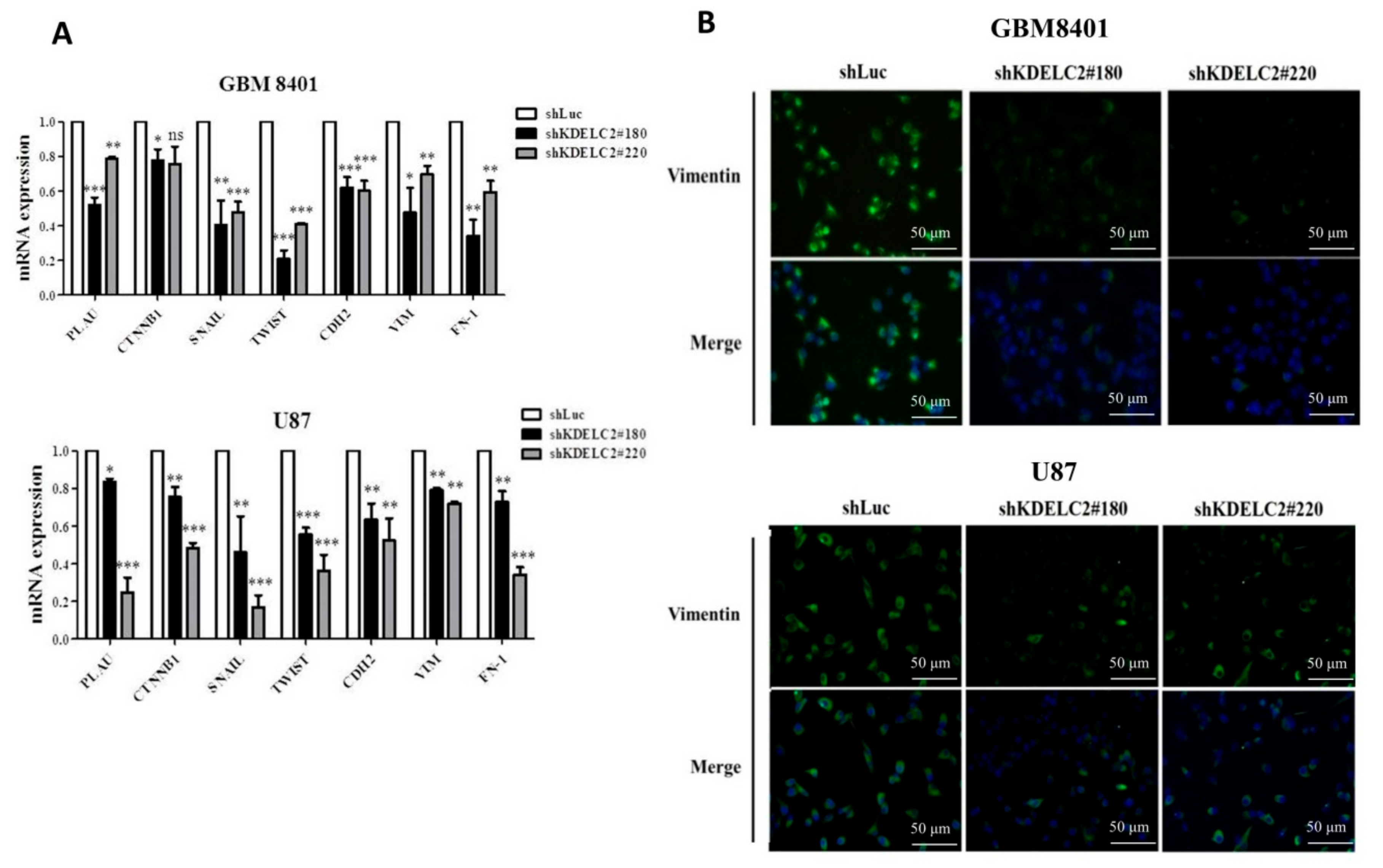 Biomedicines 08 00339 g007 Biomedicines 08 00339 g007