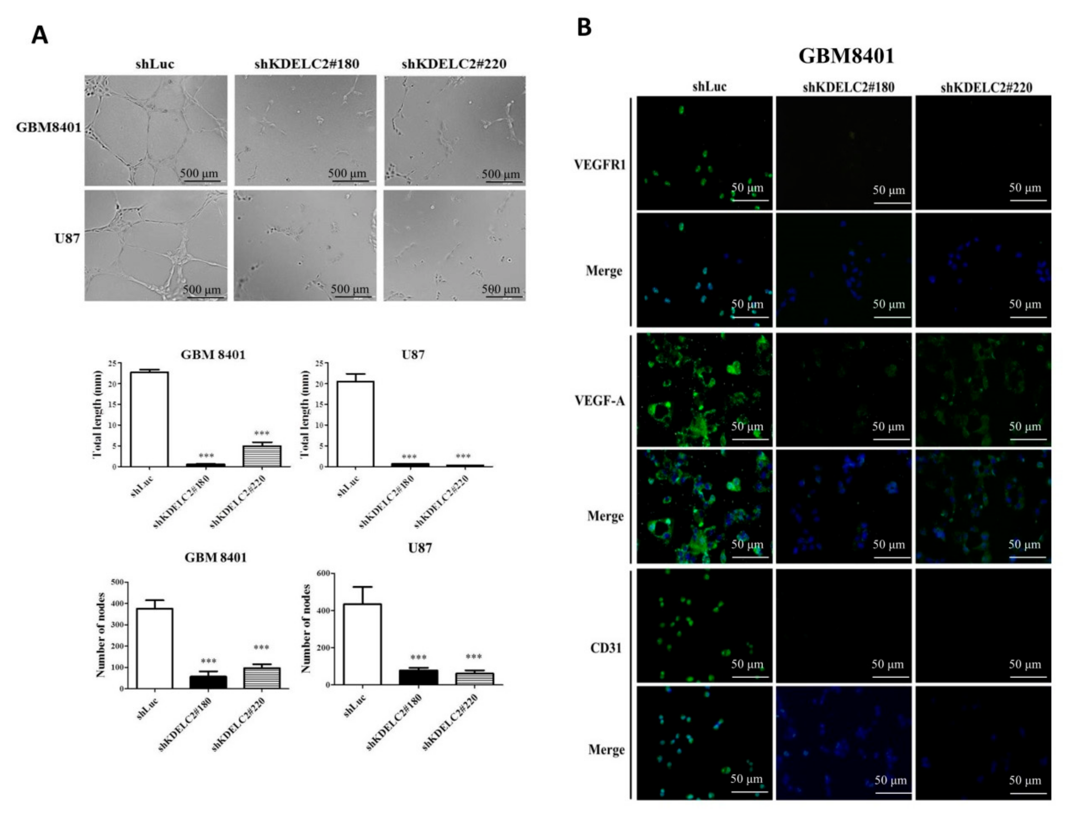 Biomedicines 08 00339 g008 Biomedicines 08 00339 g008