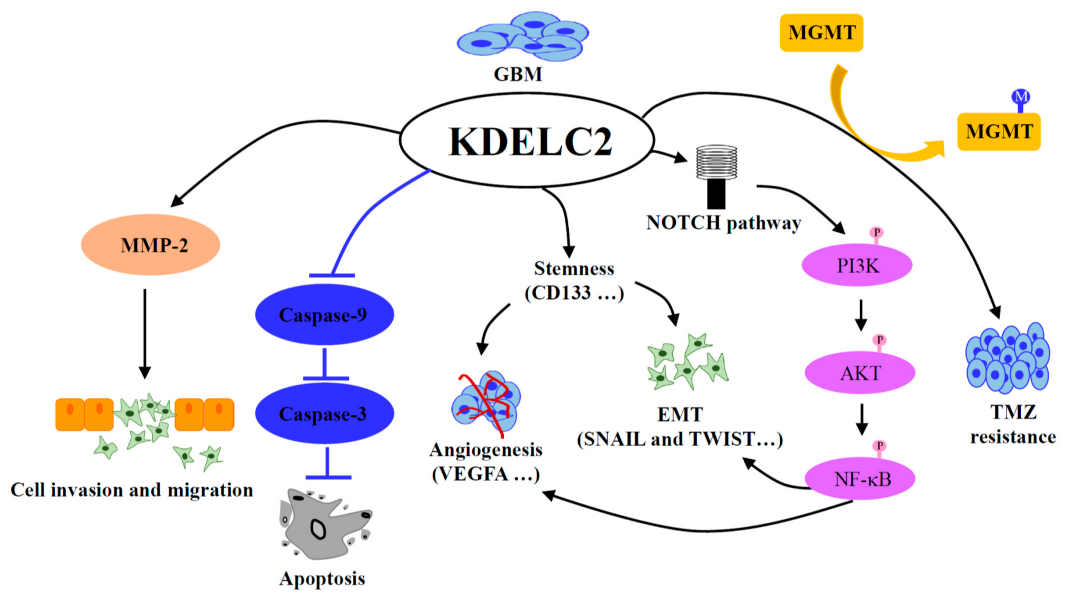 Biomedicines 08 00339 g013 Biomedicines 08 00339 g013