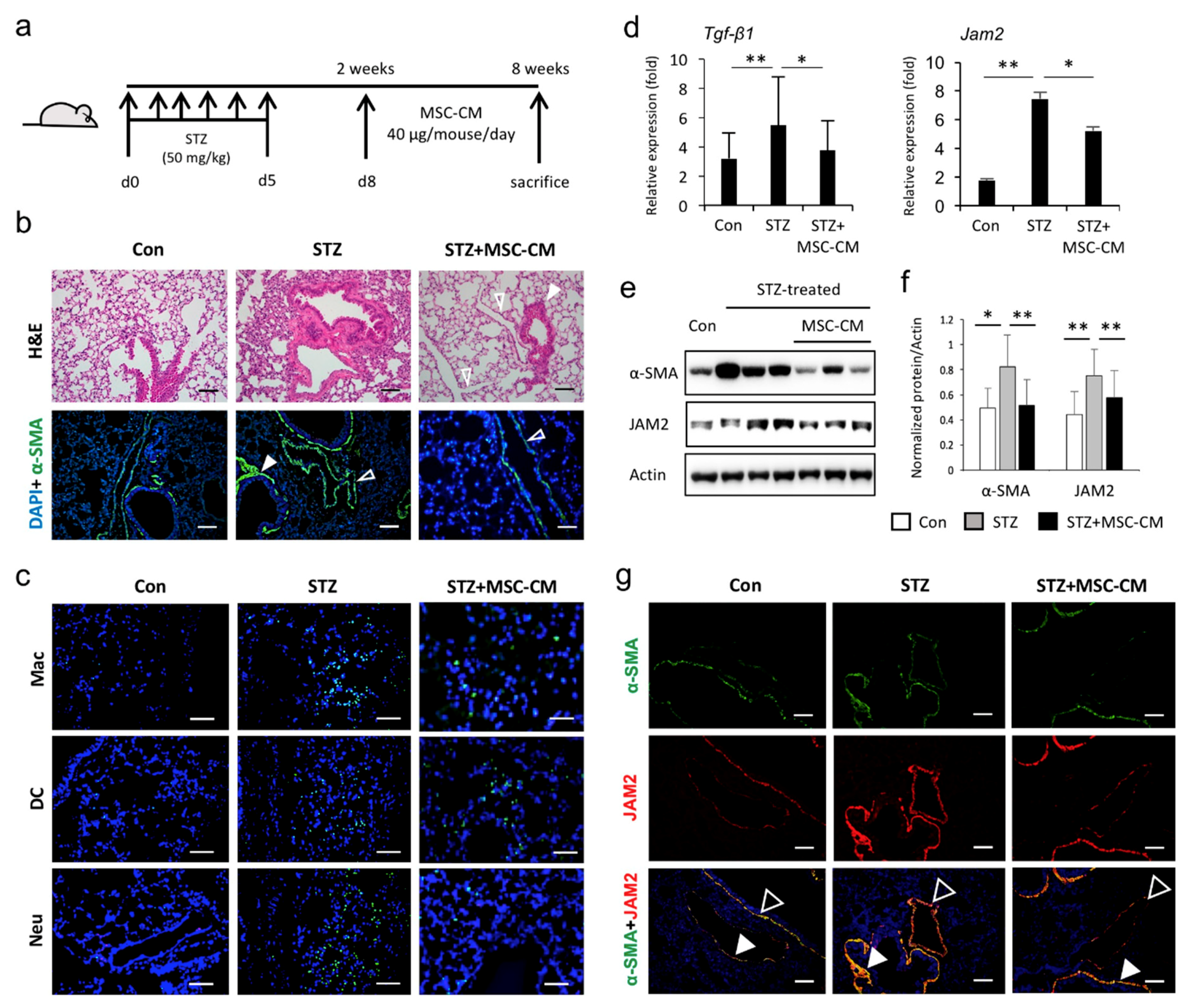 Biomedicines 08 00346 g004 Biomedicines 08 00346 g004
