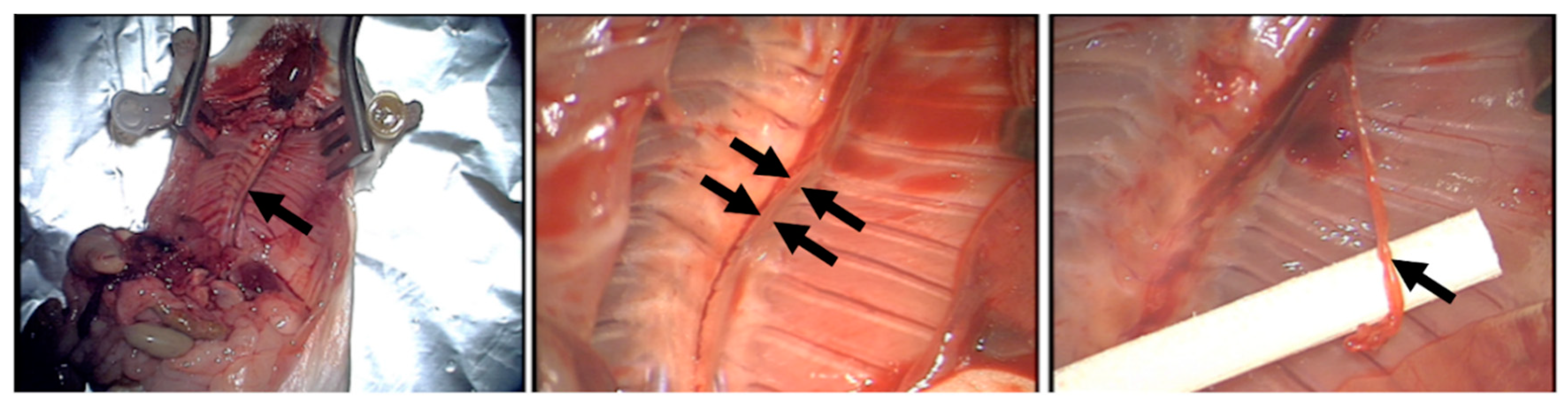 Biomedicines 08 00365 g001