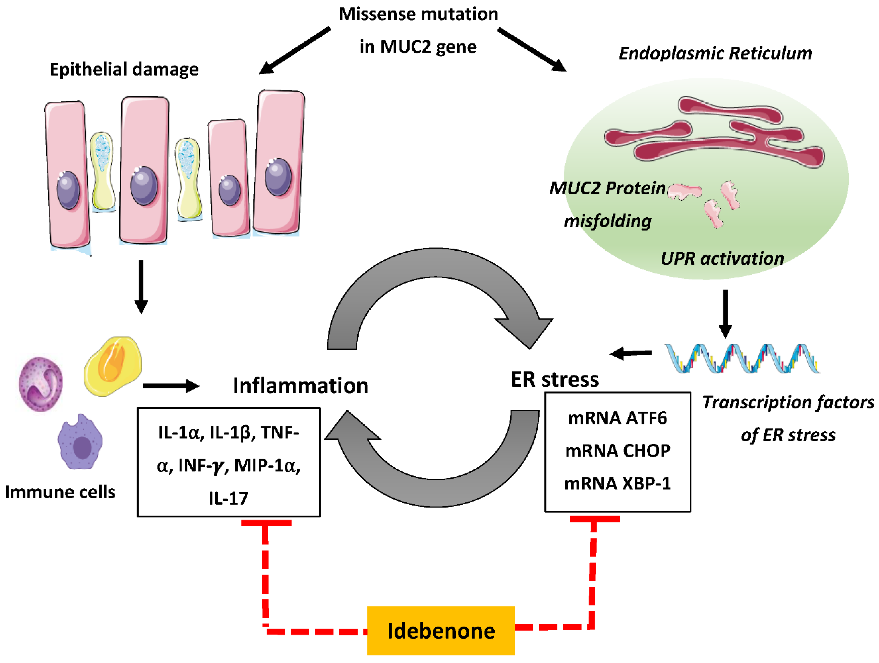 Biomedicines 08 00384 g007