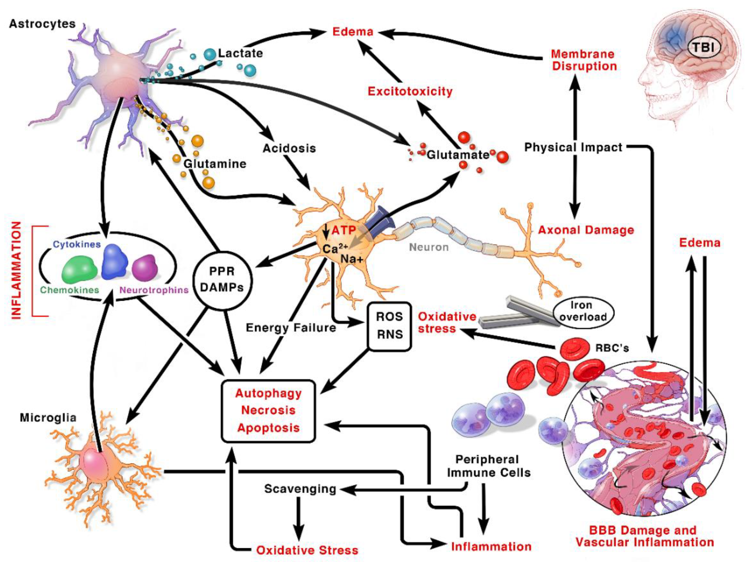 Neurotrauma. Protocol Blast injurys TBI.