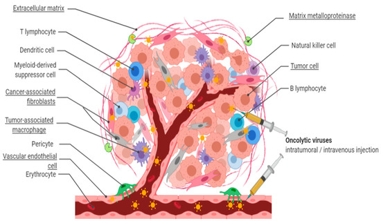 Biomedicines | Free Full-Text | Simultaneous Tumor and Stroma Targeting ...