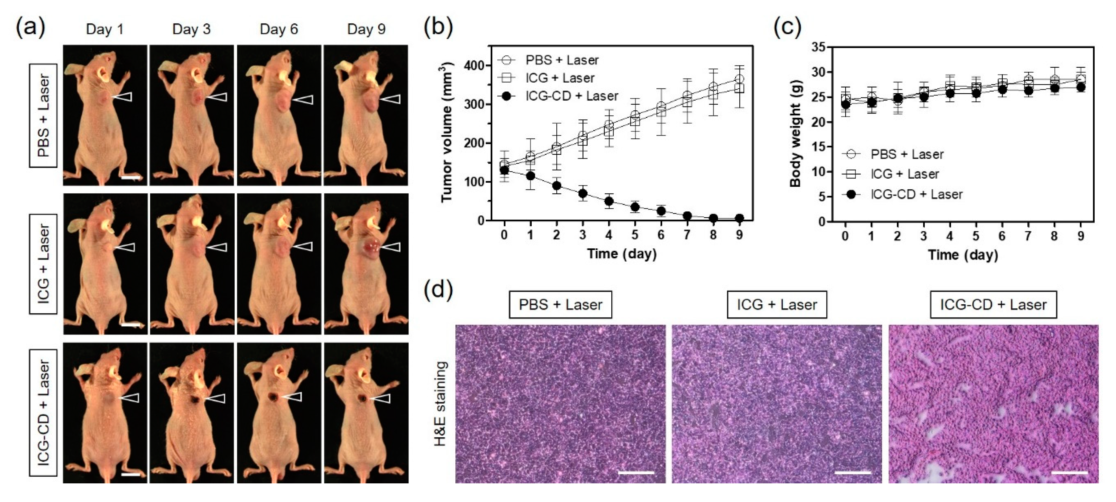 Biomedicines 08 00476 g006