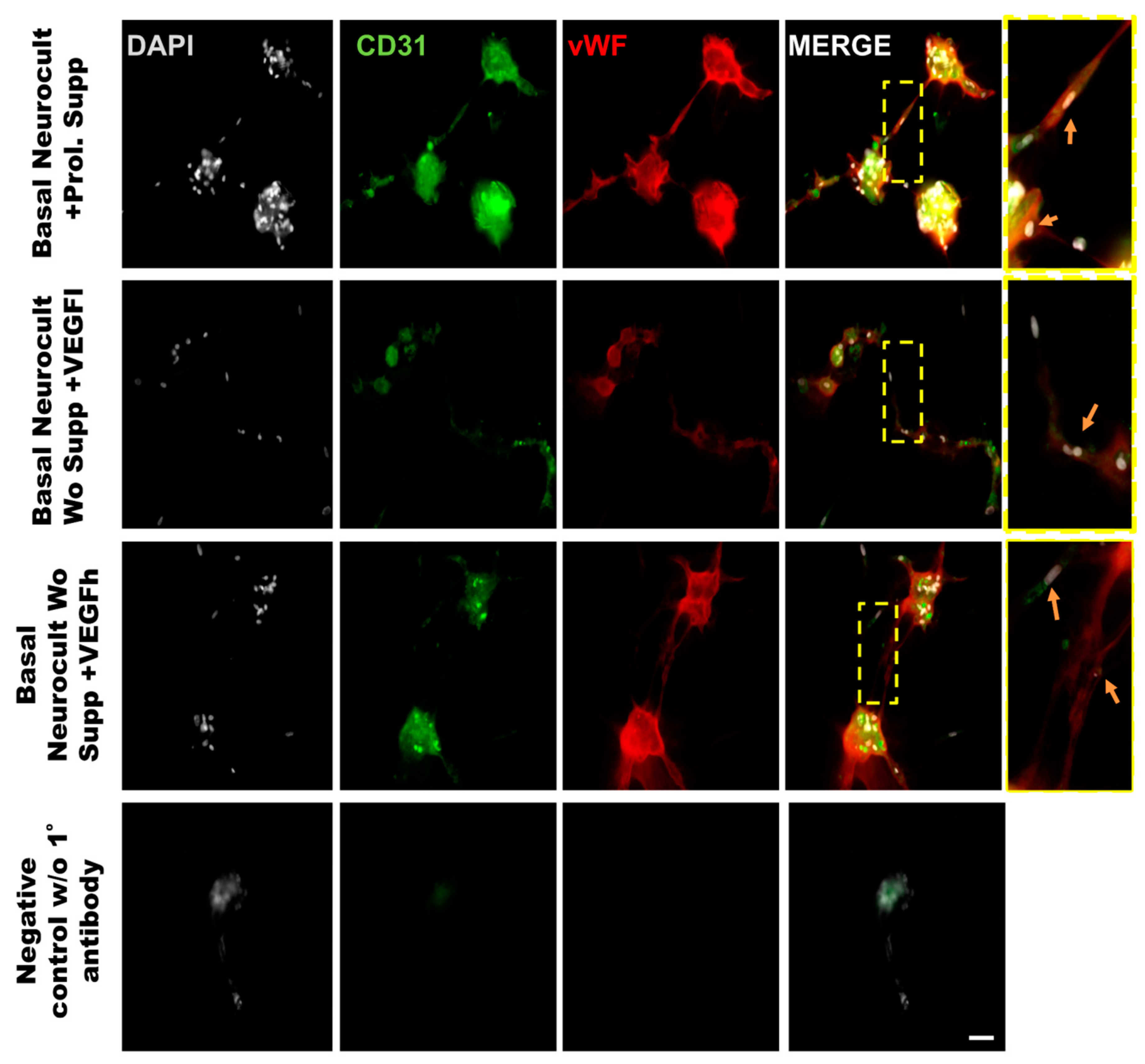 Biomedicines 08 00483 g007