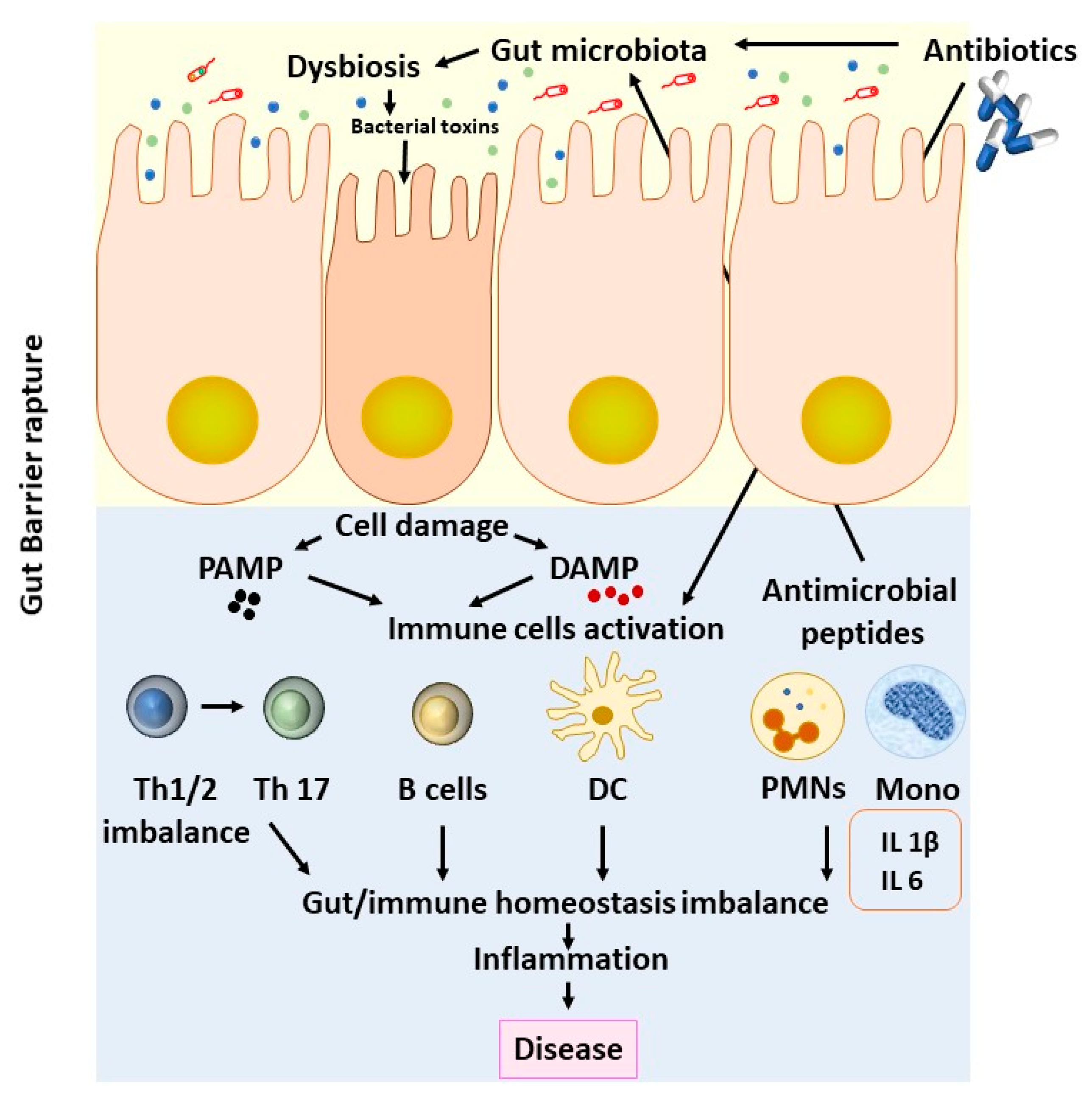 Biomedicines Free Full Text Effects Of Antibiotics Upon The Gut Microbiome A Review Of The Literature Html