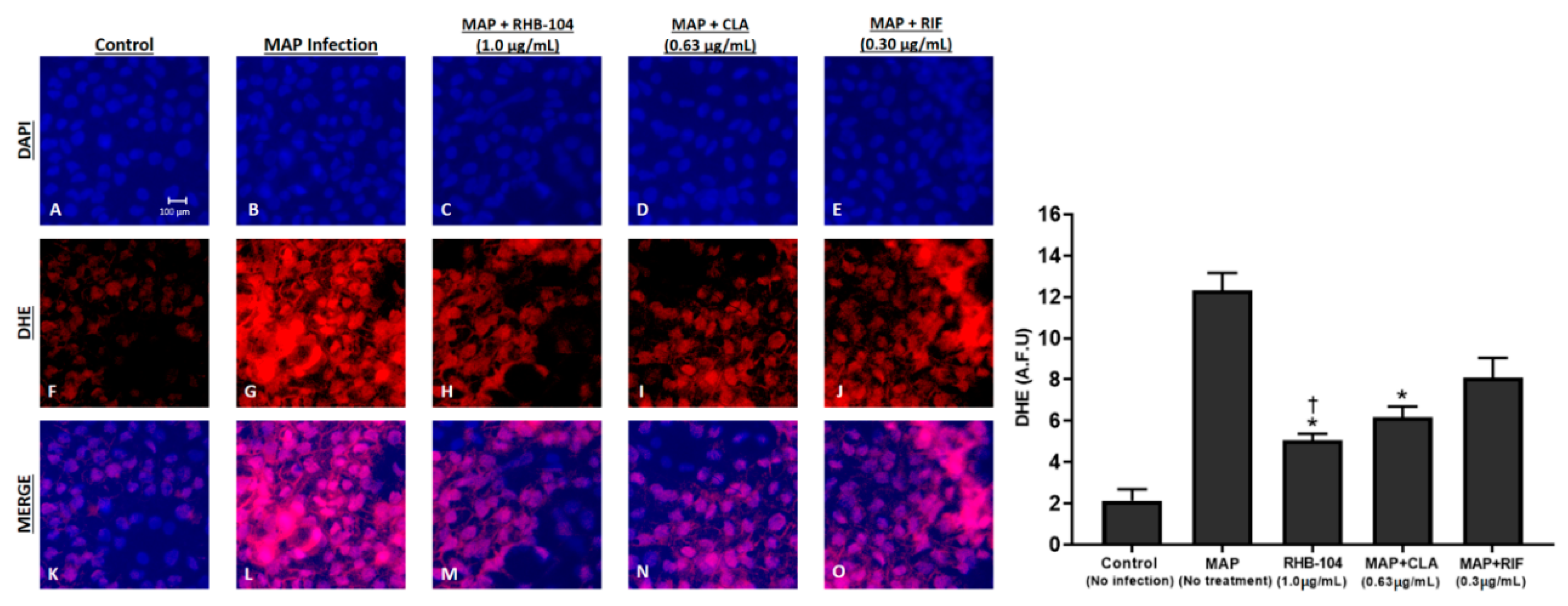 Biomedicines 08 00513 g008