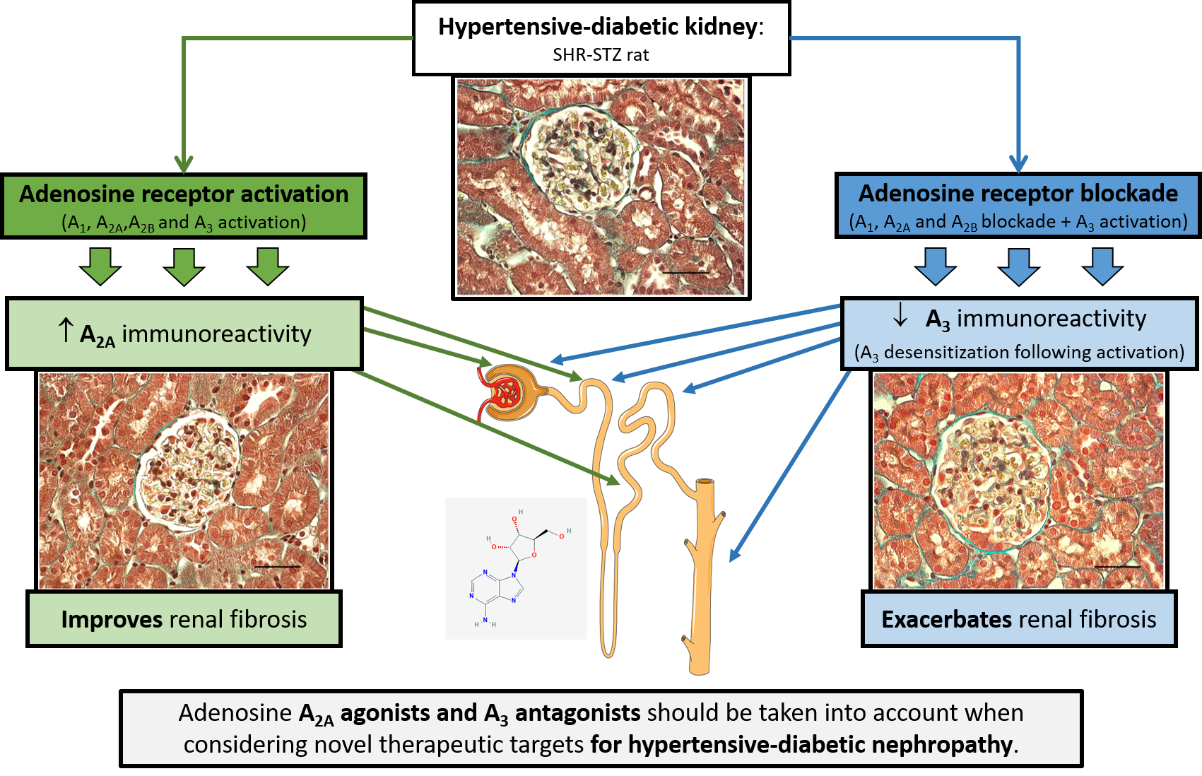 Biomedicines Free Full Text Adenosine A2a And A3 Receptors As Targets For The Treatment Of Hypertensive Diabetic Nephropathy Html