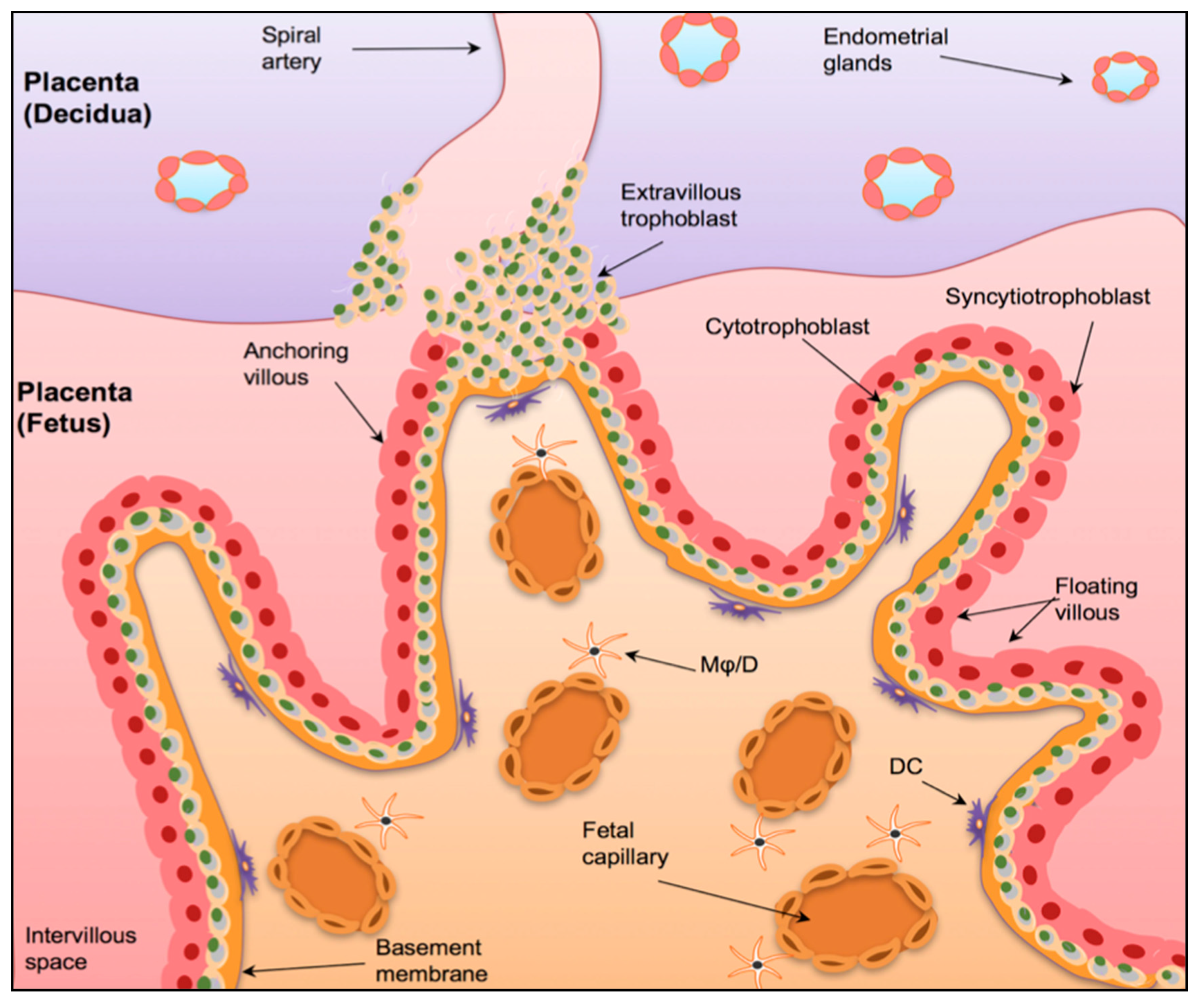 Biomedicines Free Full Text Critical Role of the Maternal