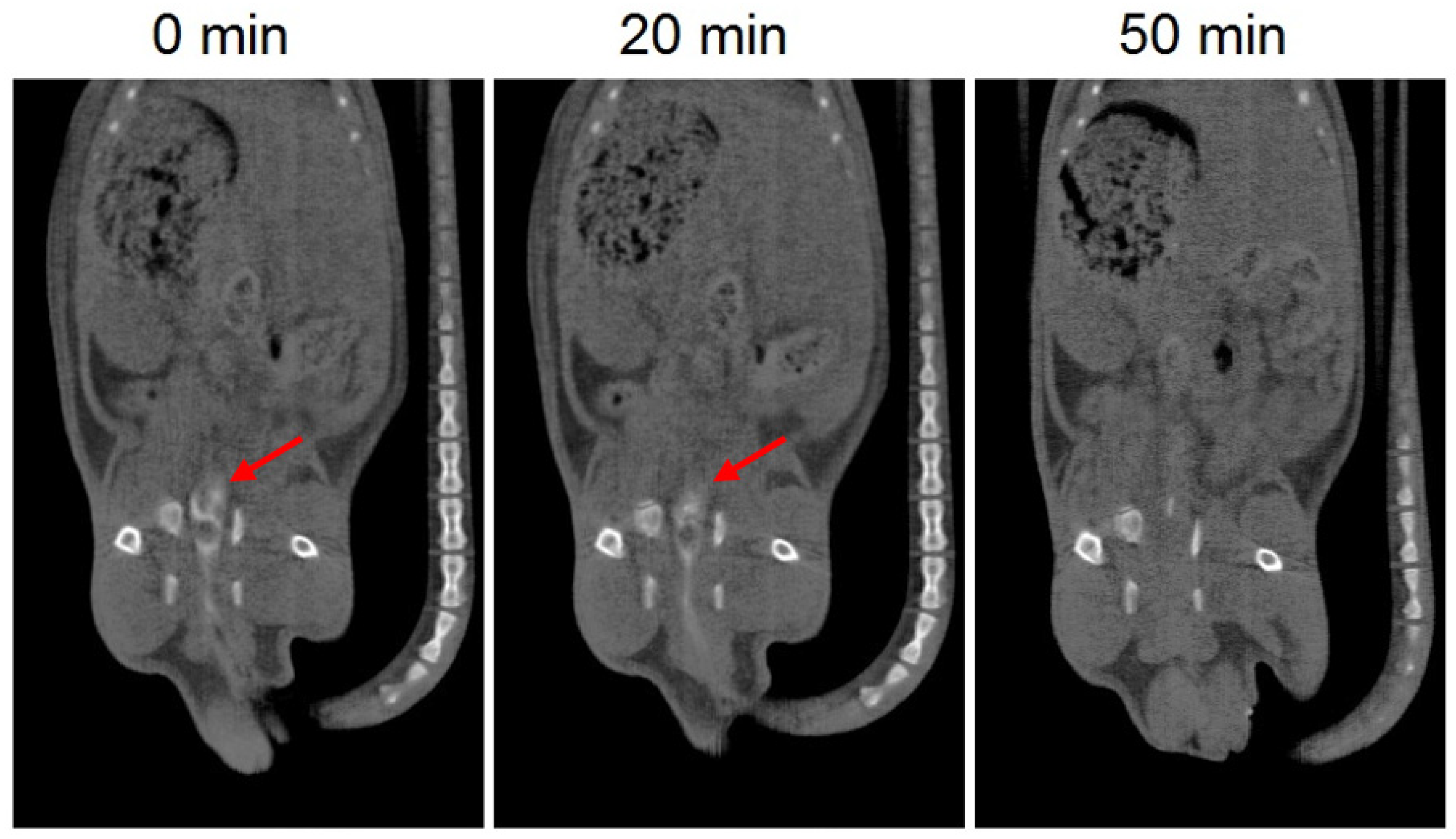 Biomedicines 08 00563 g004 Biomedicines 08 00563 g004