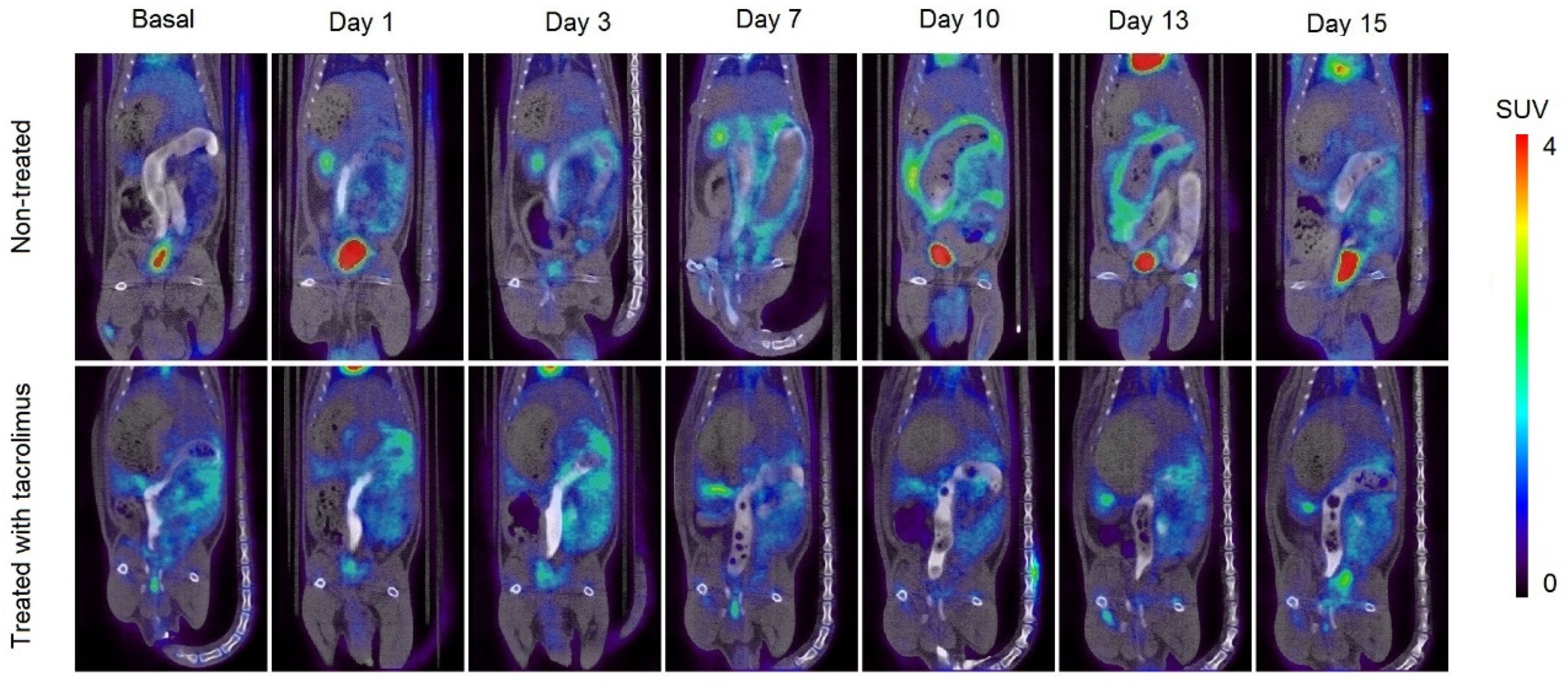 Biomedicines 08 00563 g007 Biomedicines 08 00563 g007