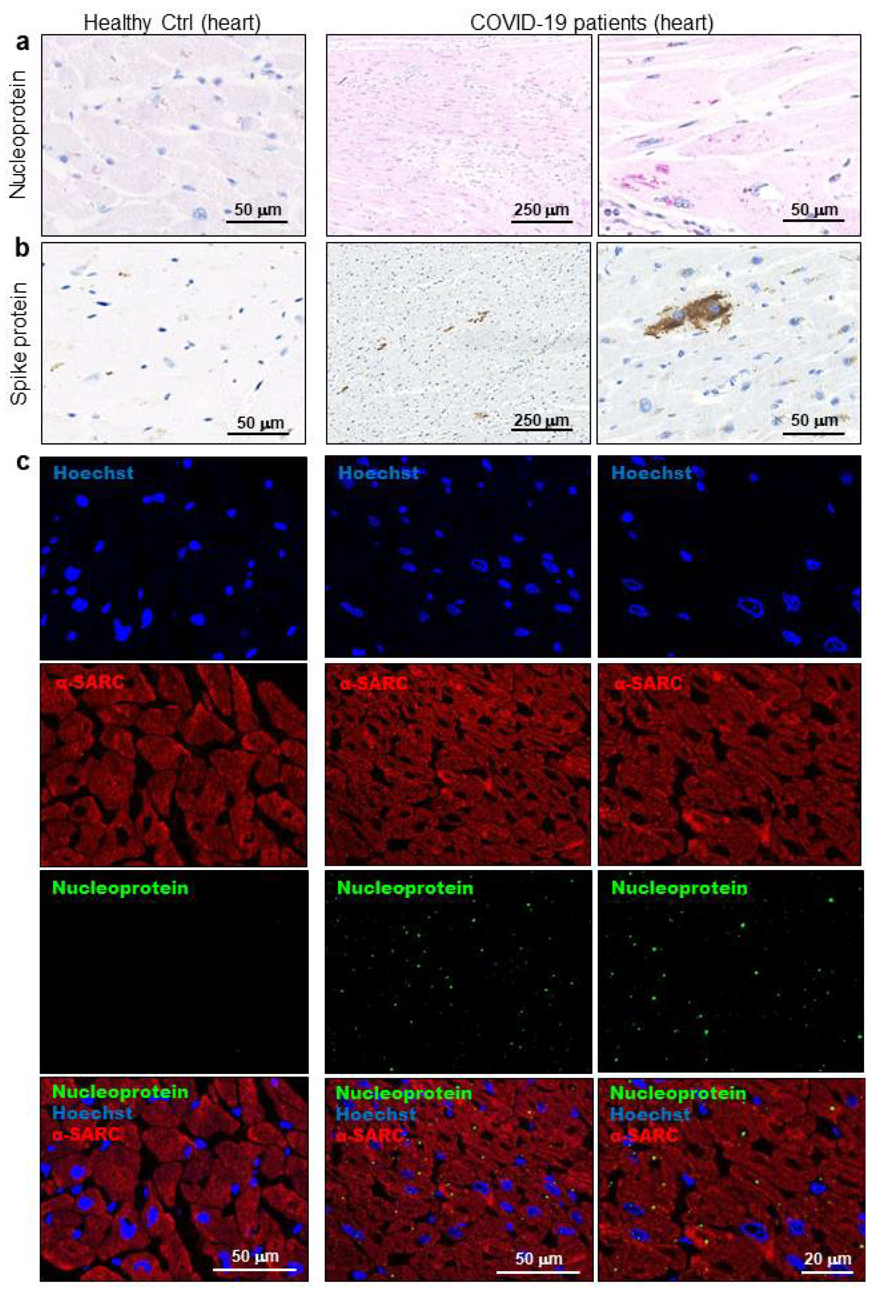 Biomedicines 08 00626 g002 Biomedicines 08 00626 g002