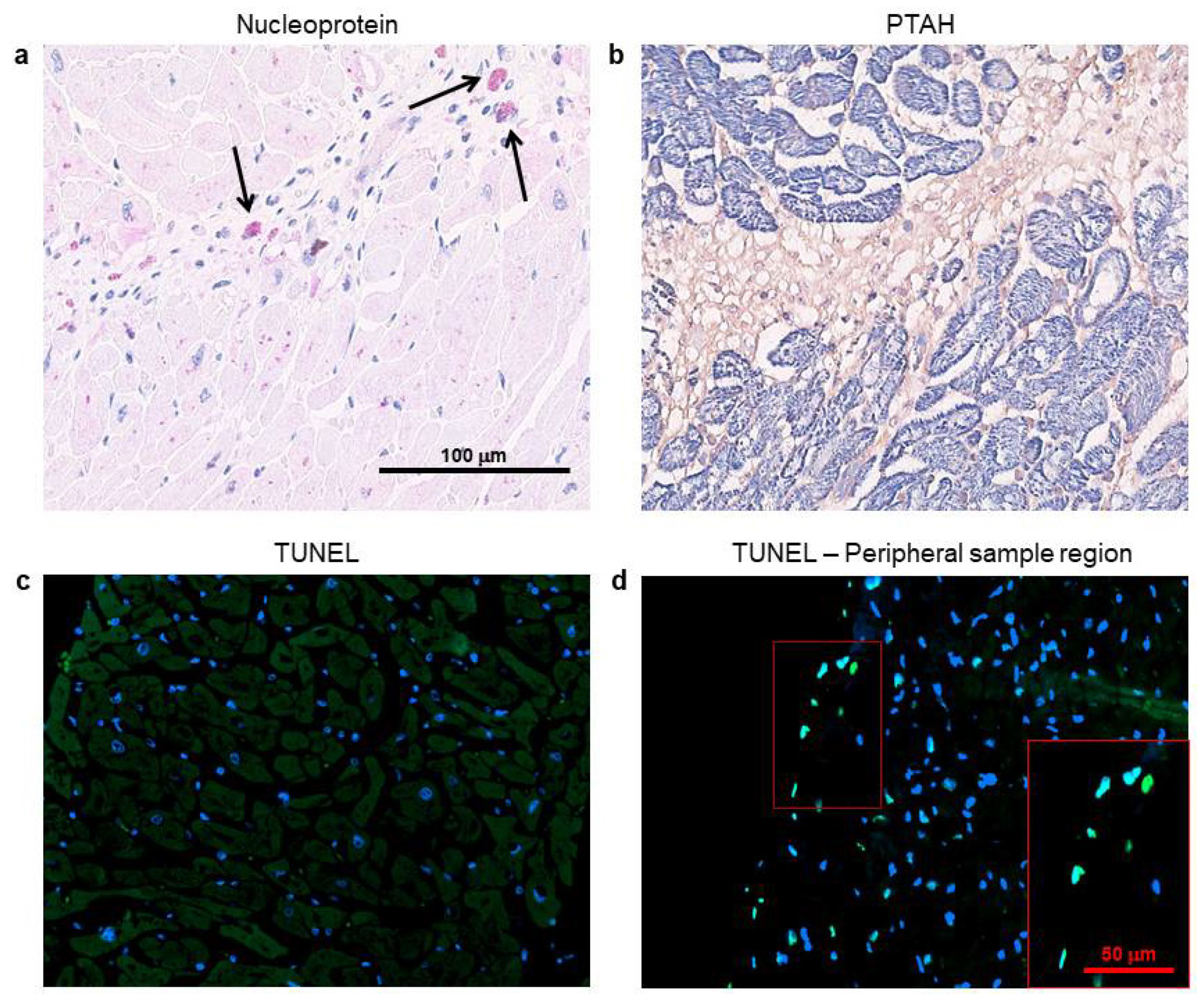 Biomedicines 08 00626 g004 Biomedicines 08 00626 g004