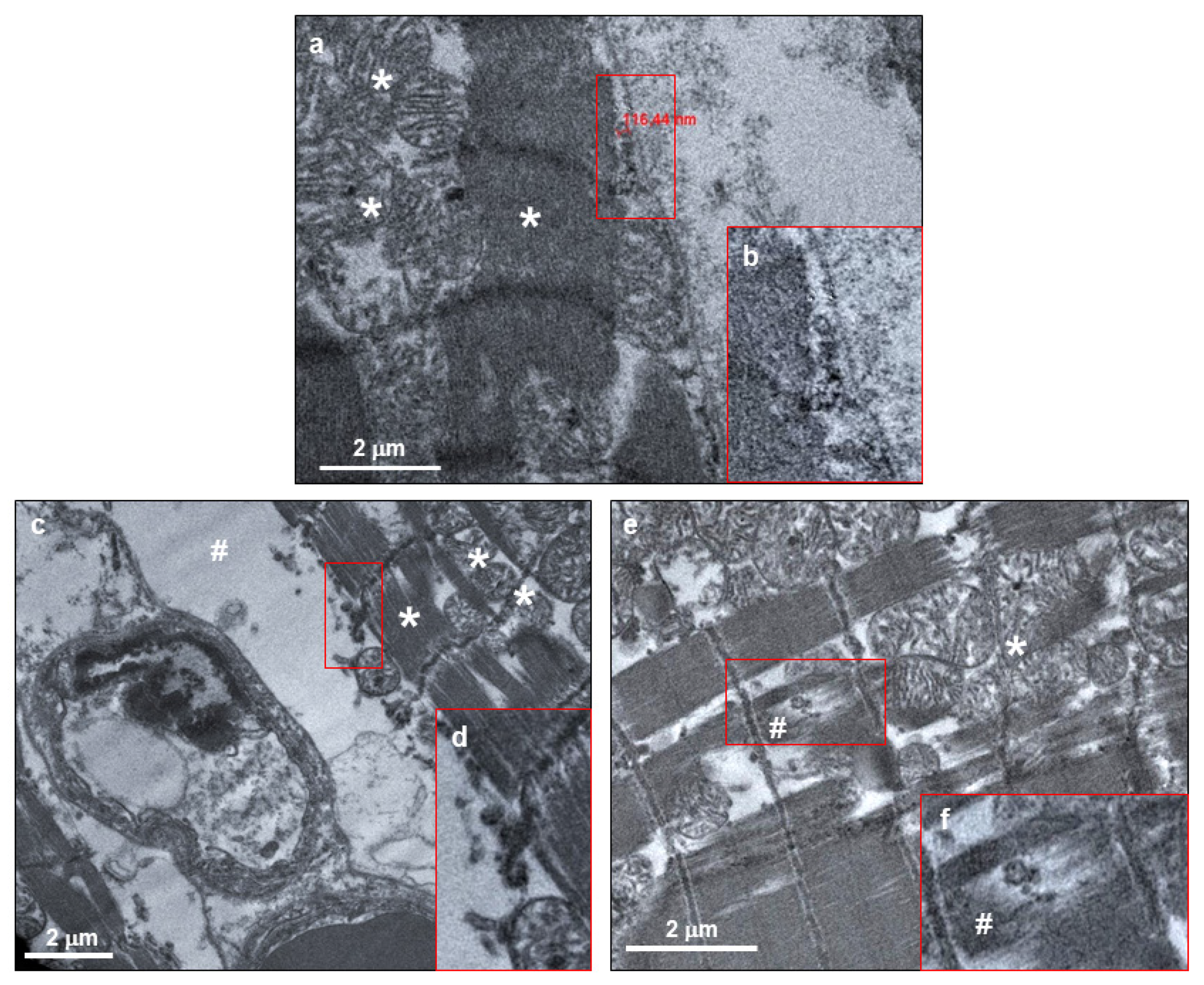 Biomedicines 08 00626 g005 Biomedicines 08 00626 g005