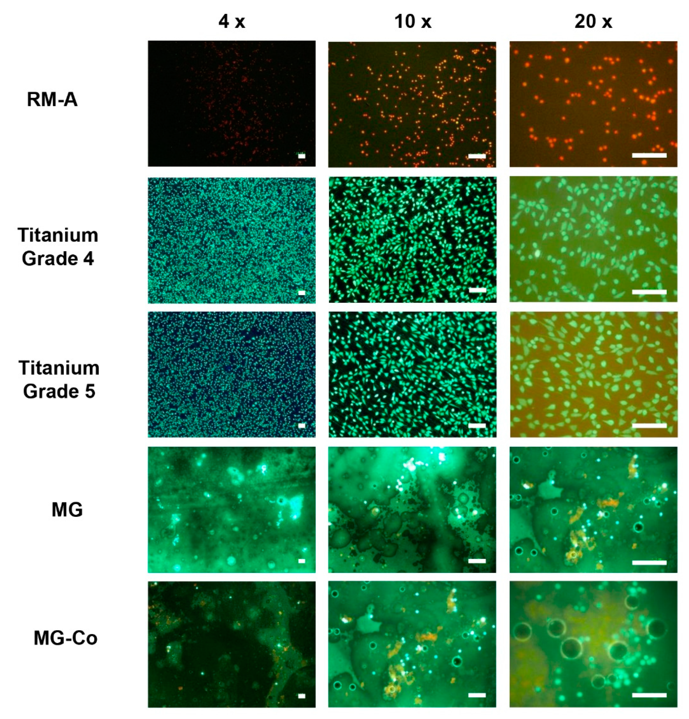 Biomedicines | Free Full-Text | Biocompatibility and Immune Response of a  Newly Developed Volume-Stable Magnesium-Based Barrier Membrane in  Combination with a PVD Coating for Guided Bone Regeneration (GBR)