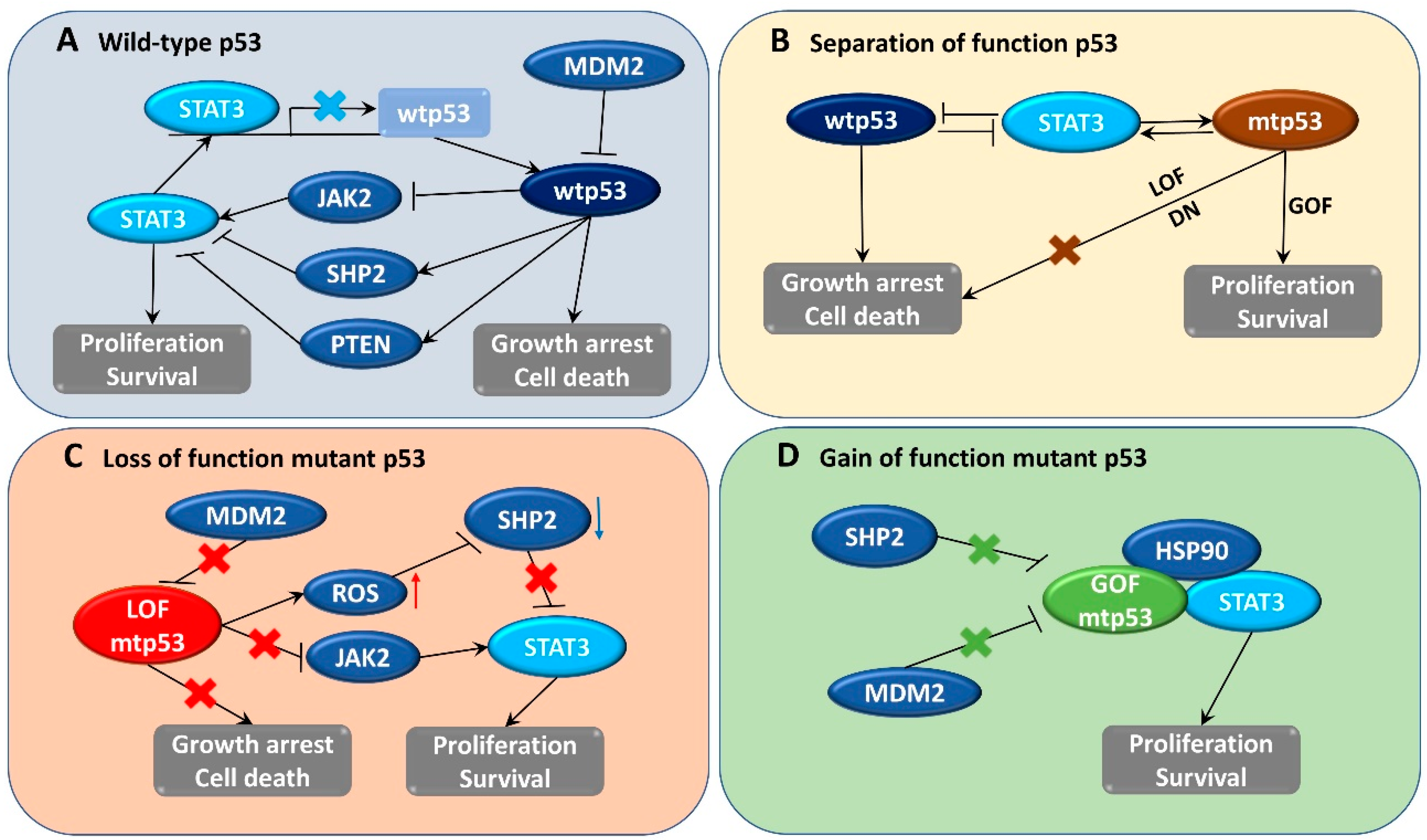 Biomedicines | Free Full-Text | STAT3 and p53: Dual Target for Cancer  Therapy
