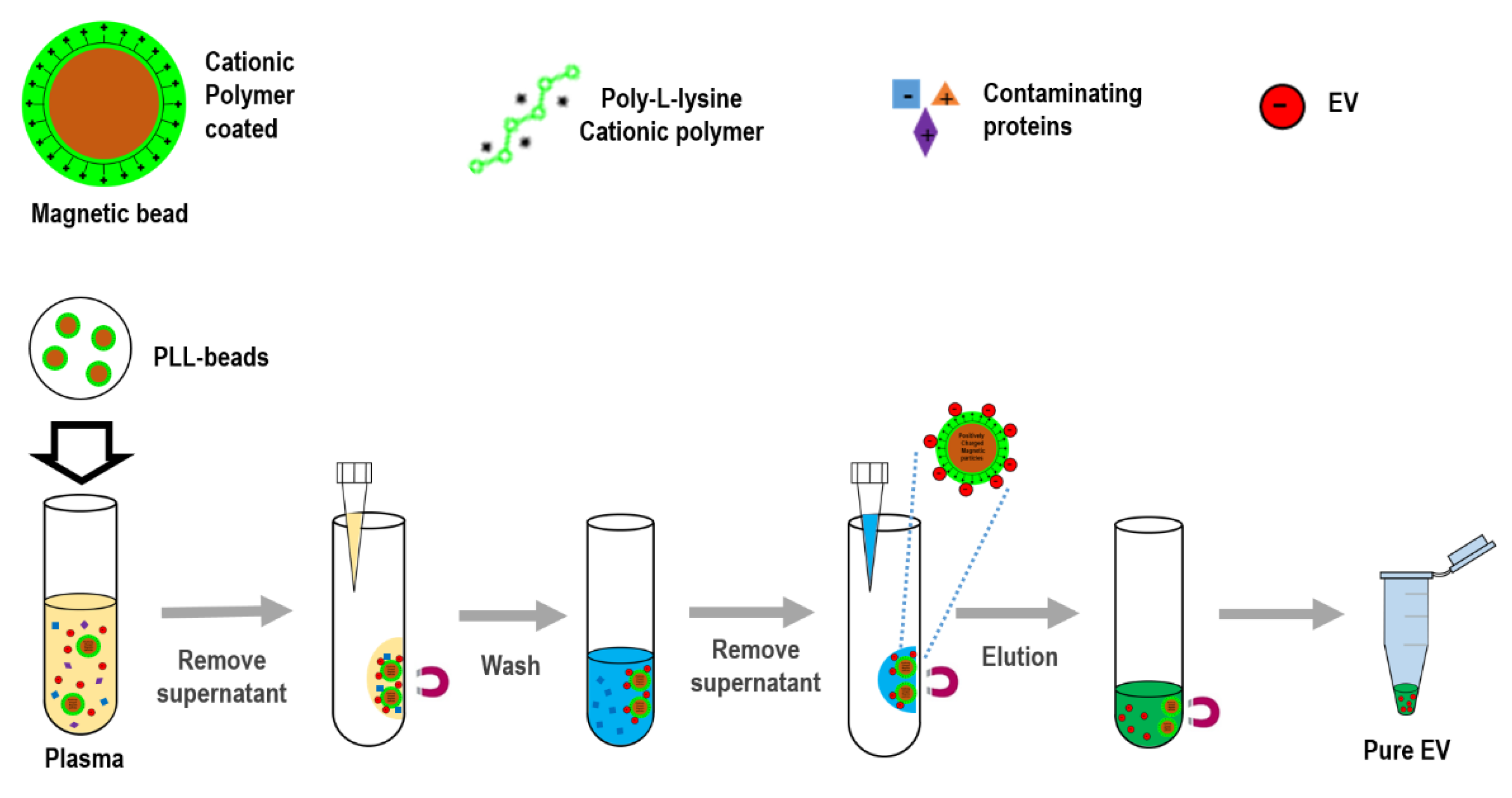 Biomedicines | Free Full-Text | ExoCAS-2: Rapid and Pure Isolation of  Exosomes by Anionic Exchange Using Magnetic Beads