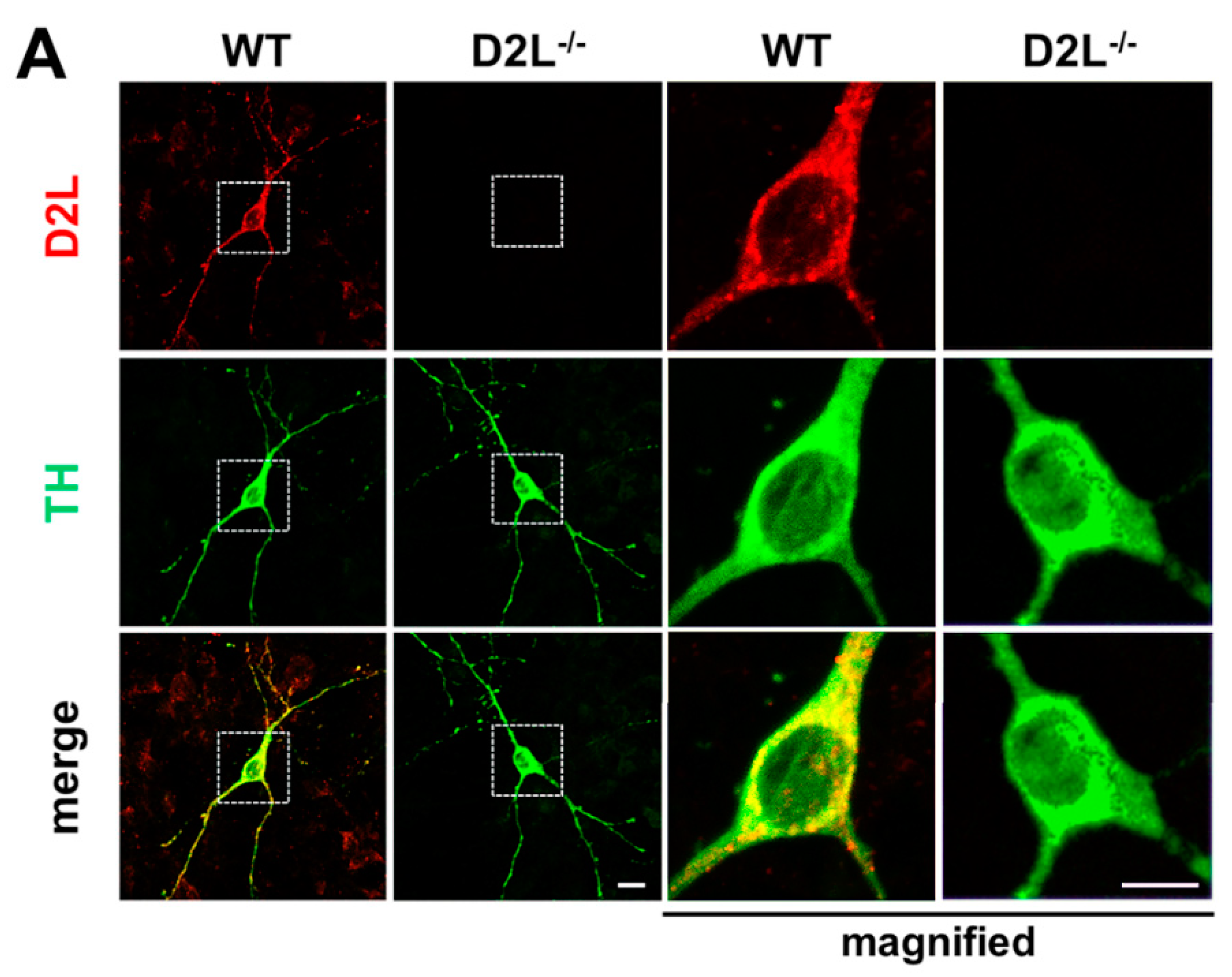 Biomedicines 09 00049 g002a Biomedicines 09 00049 g002a
