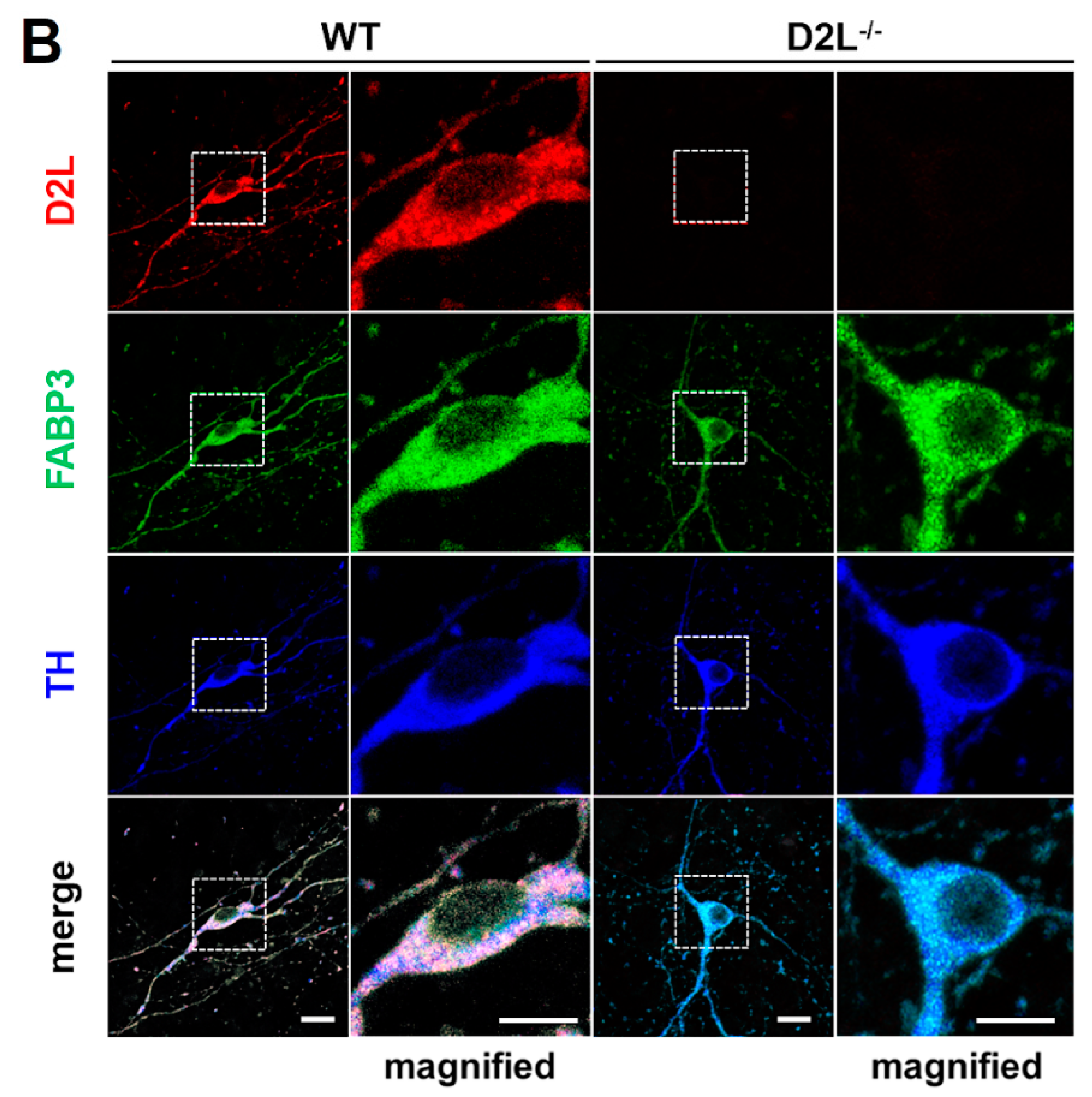 Biomedicines 09 00049 g002b Biomedicines 09 00049 g002b