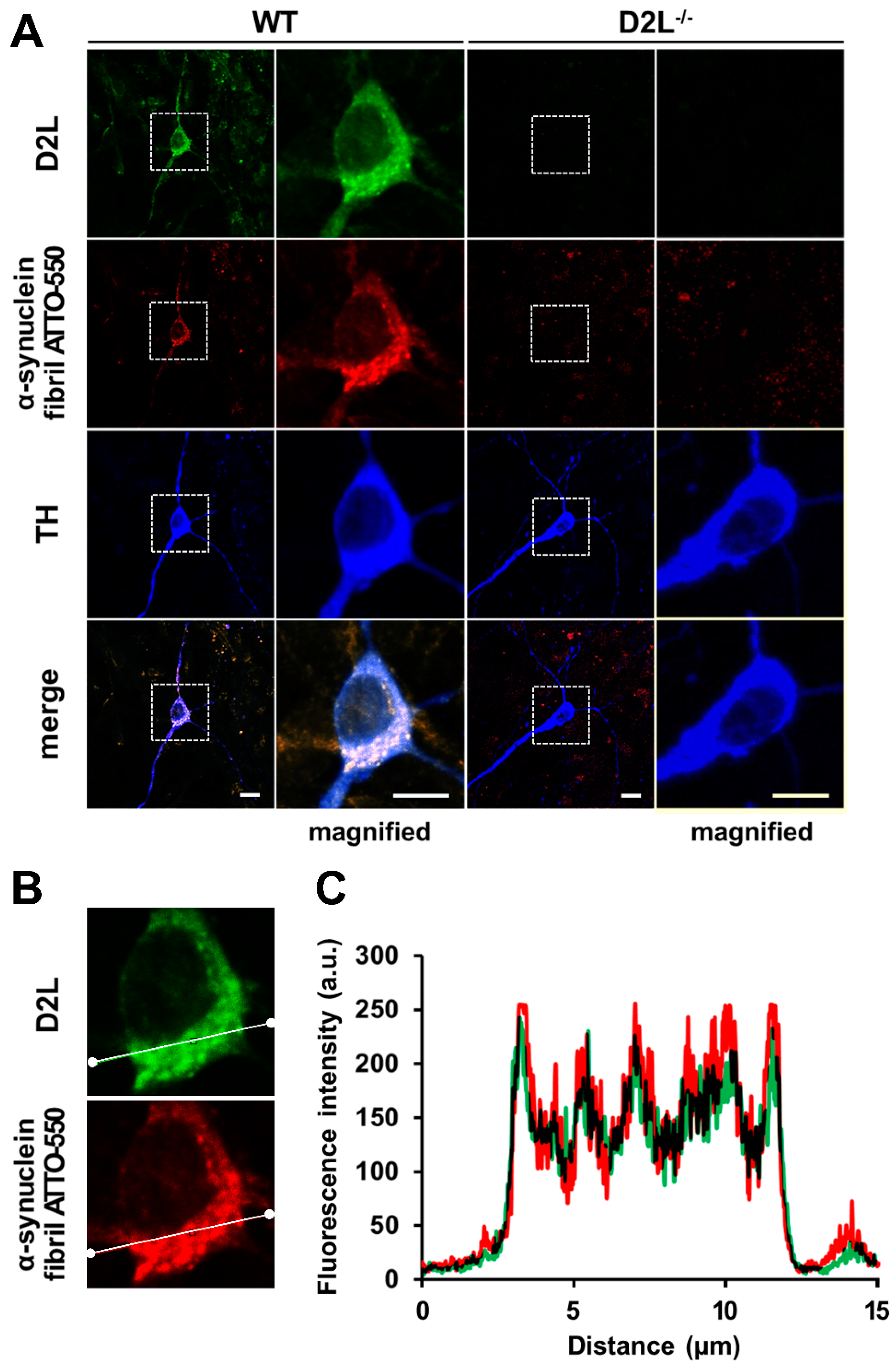 Biomedicines 09 00049 g007 Biomedicines 09 00049 g007