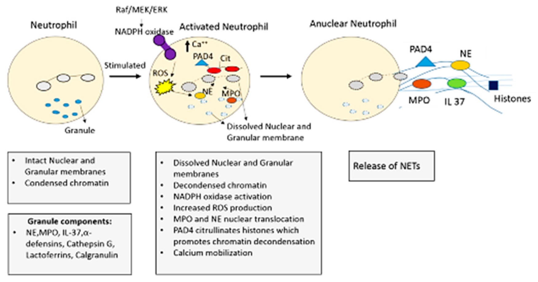 Biomedicines 09 00053 g002 Biomedicines 09 00053 g002