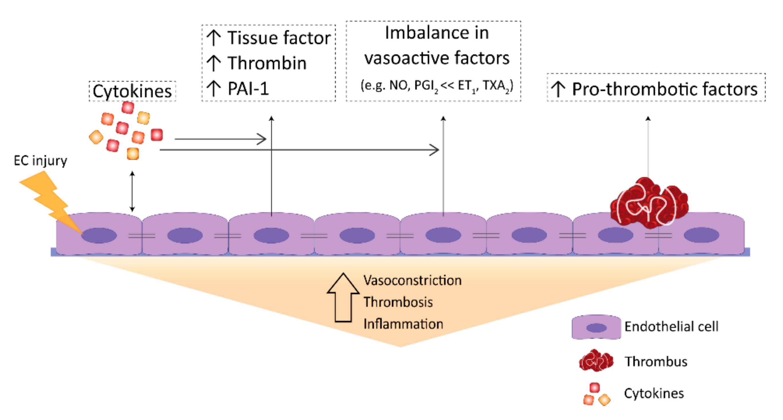 Biomedicines | Free Full-Text | Endothelial Dysfunction In Pulmonary ...